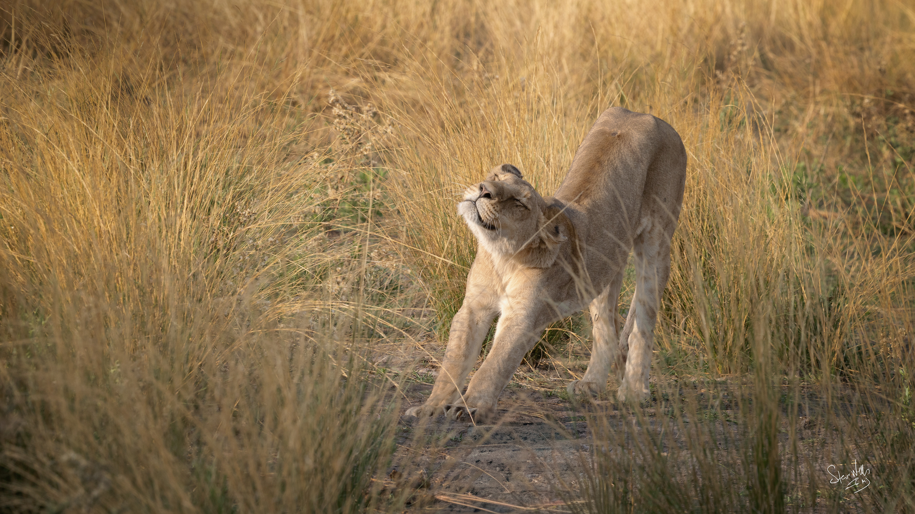 Lion Cub - great nap