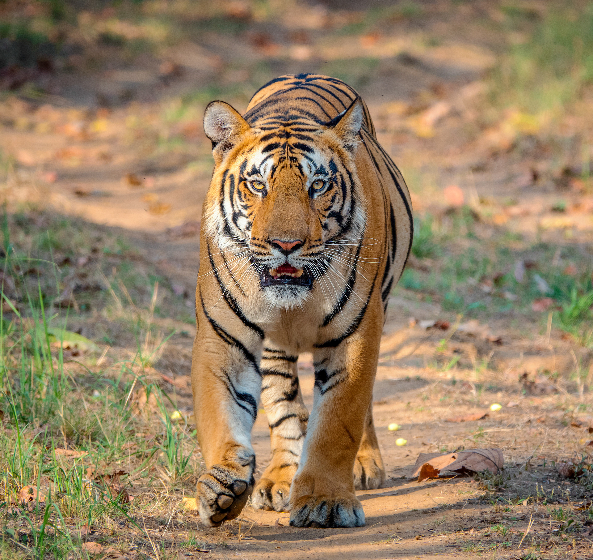 Male Tiger - India (Satpura)