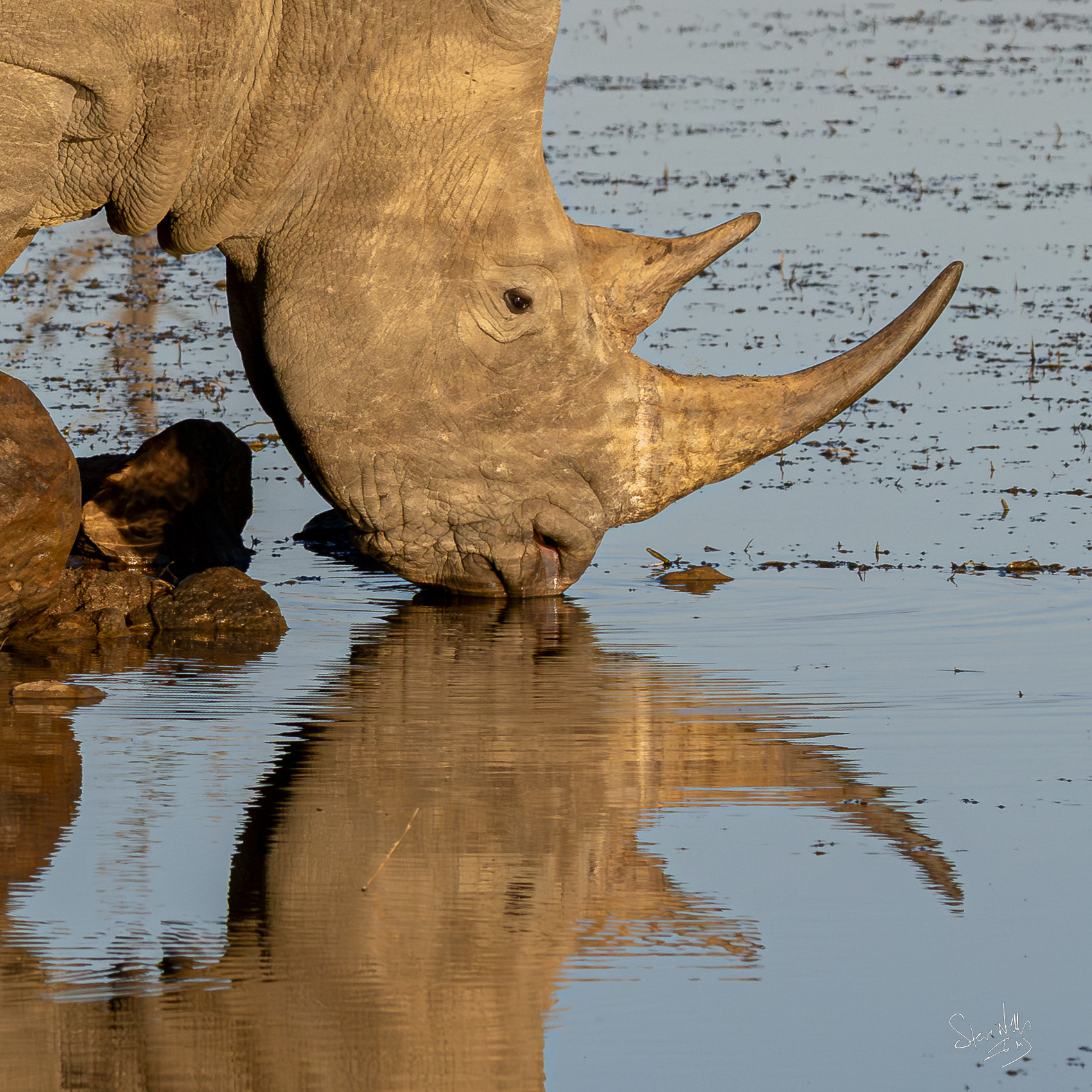 White Rhino
