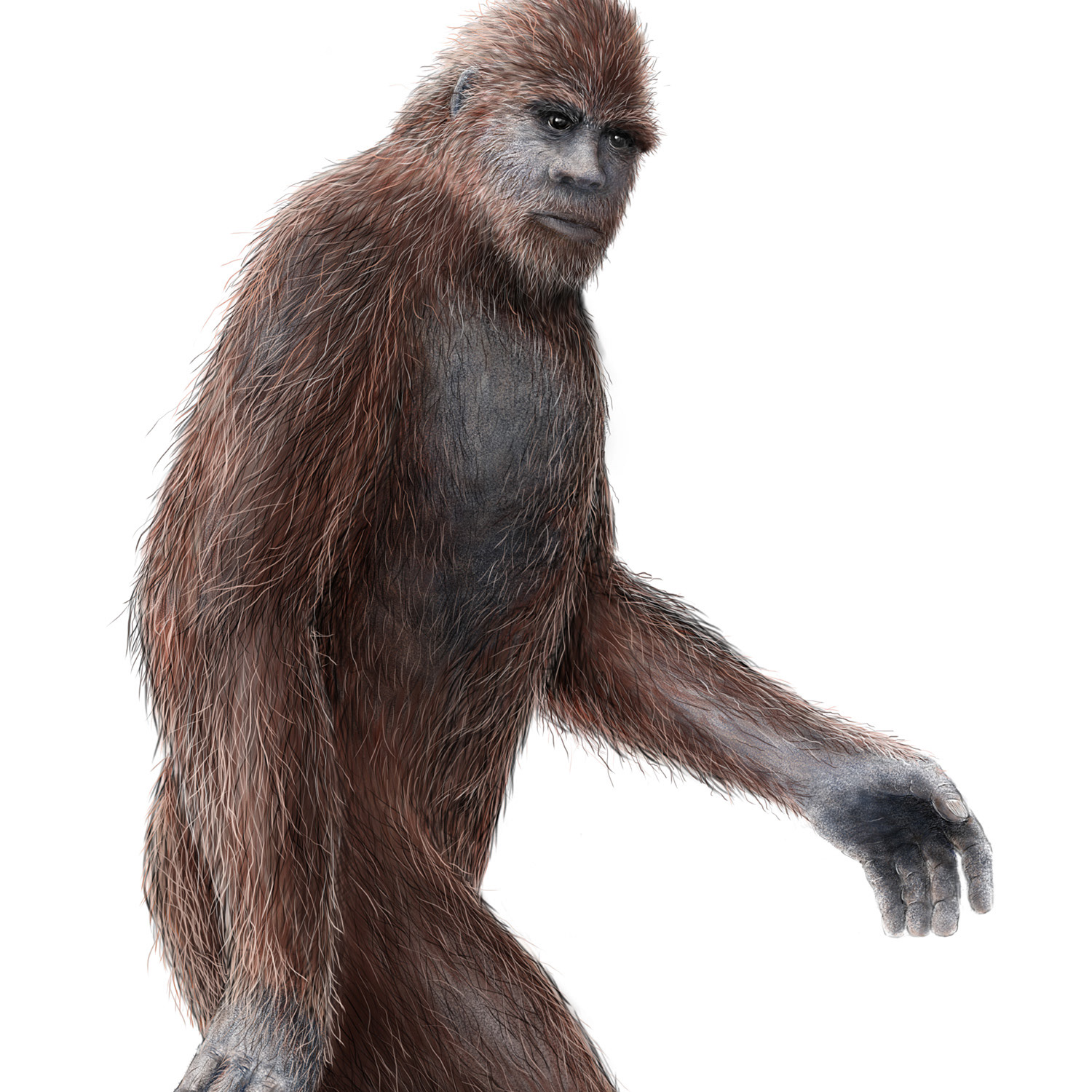 Sasquatch - Digital illustration