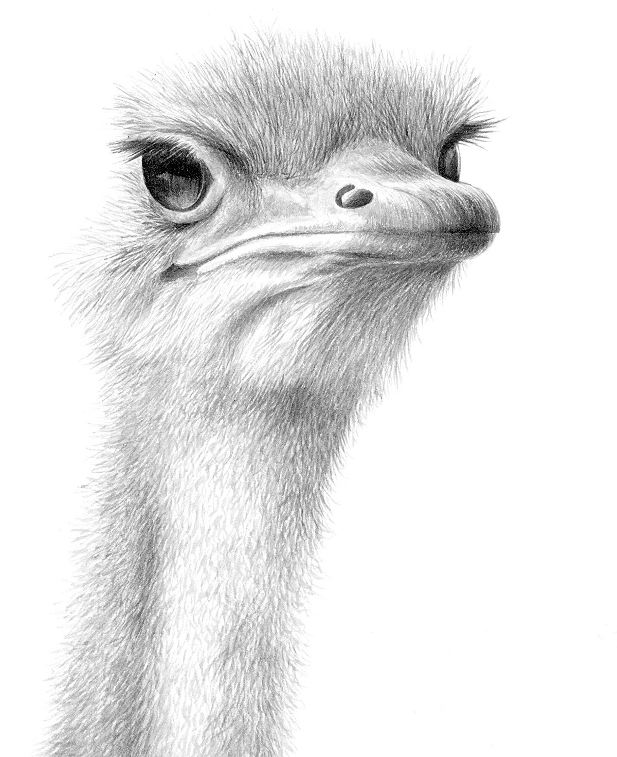 Ostrich - Watercolour on paper