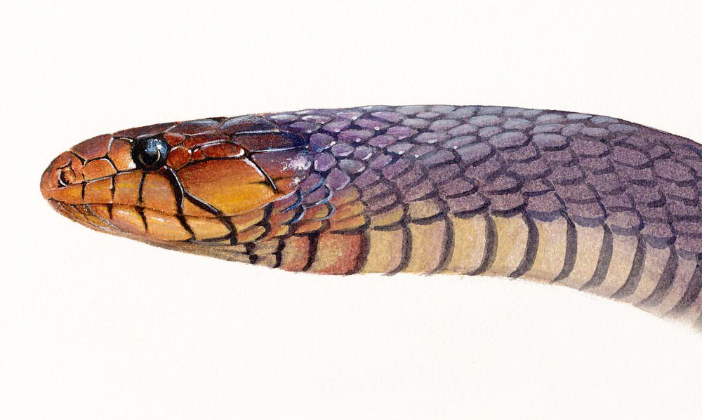 Indigo snake - Watercolour head study