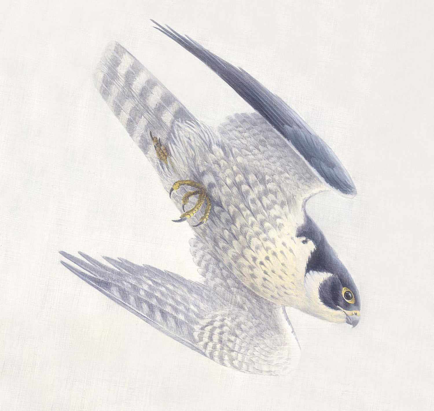 Peregrine falcon - Acrylic on board