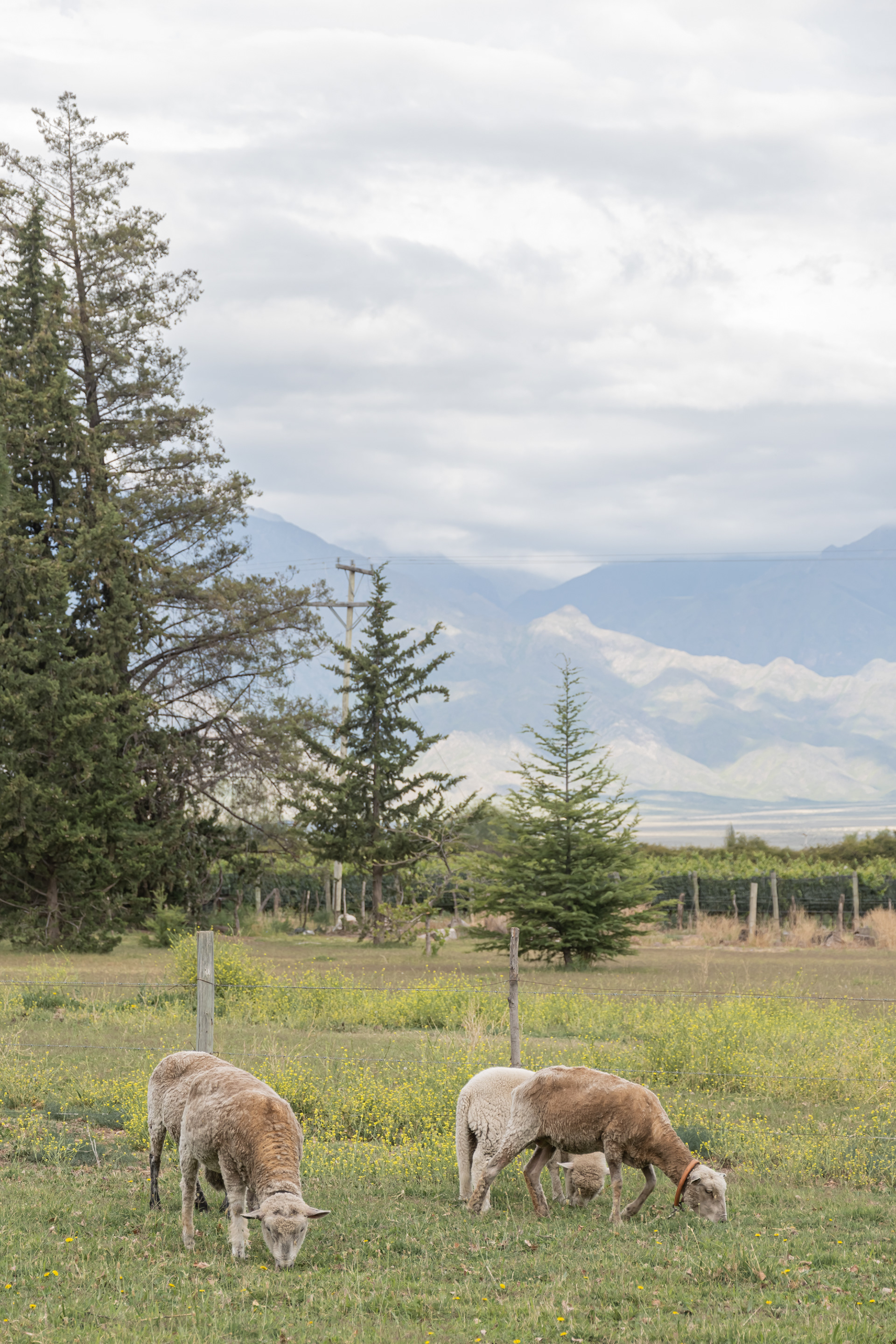 Casa Campo - Valle de Uco, Mendoza - Dic. 2023