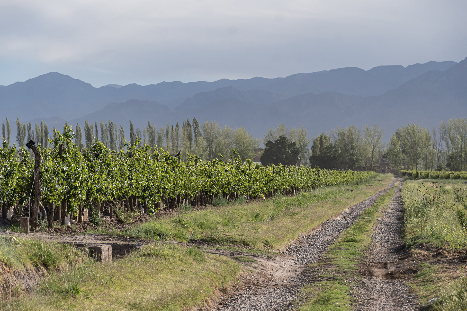 Casa Campo - Valle de Uco, Mendoza - Dic. 2023