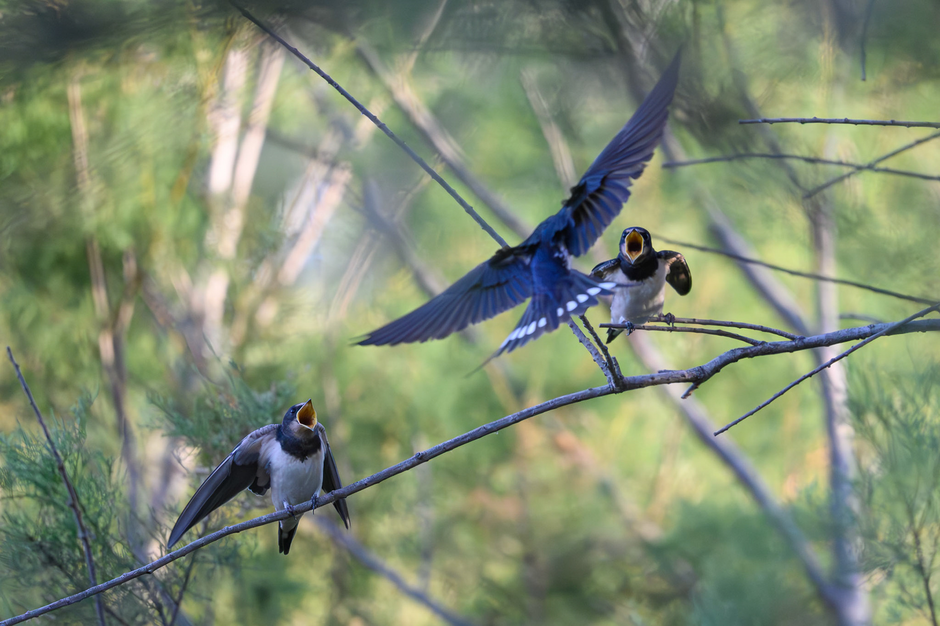 Avión común occidental (Delichon urbicum)