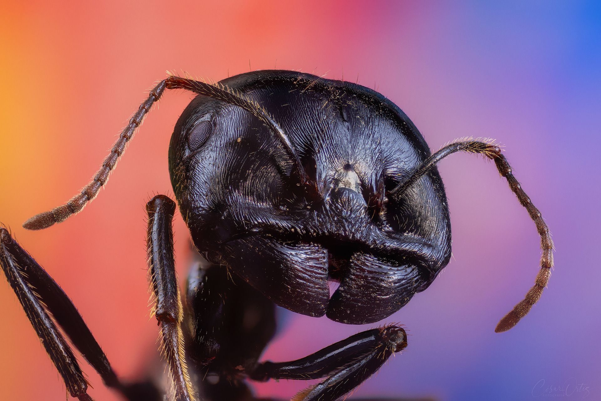 Hormiga messor capitatus