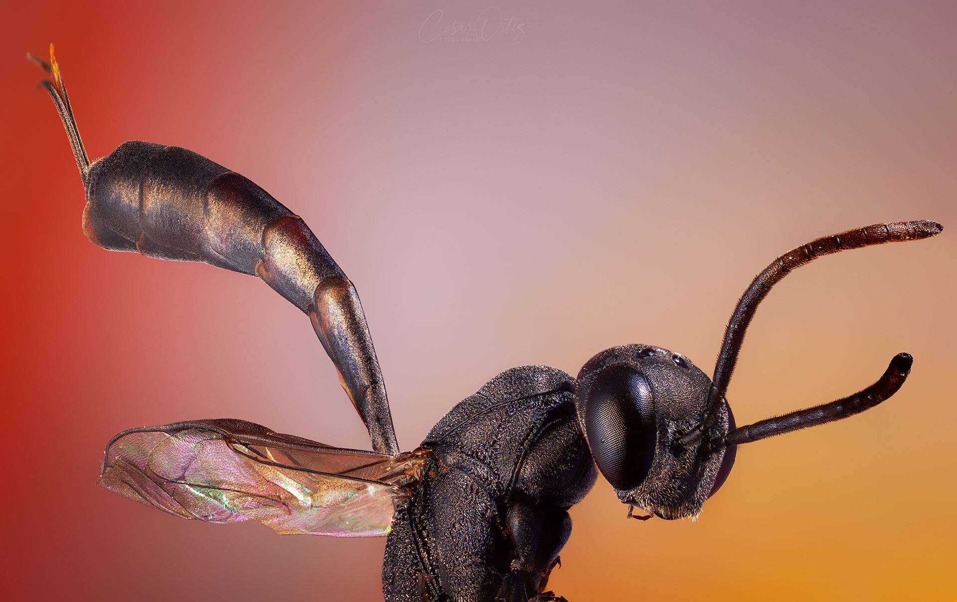 Avispa Gasteruption Assectator