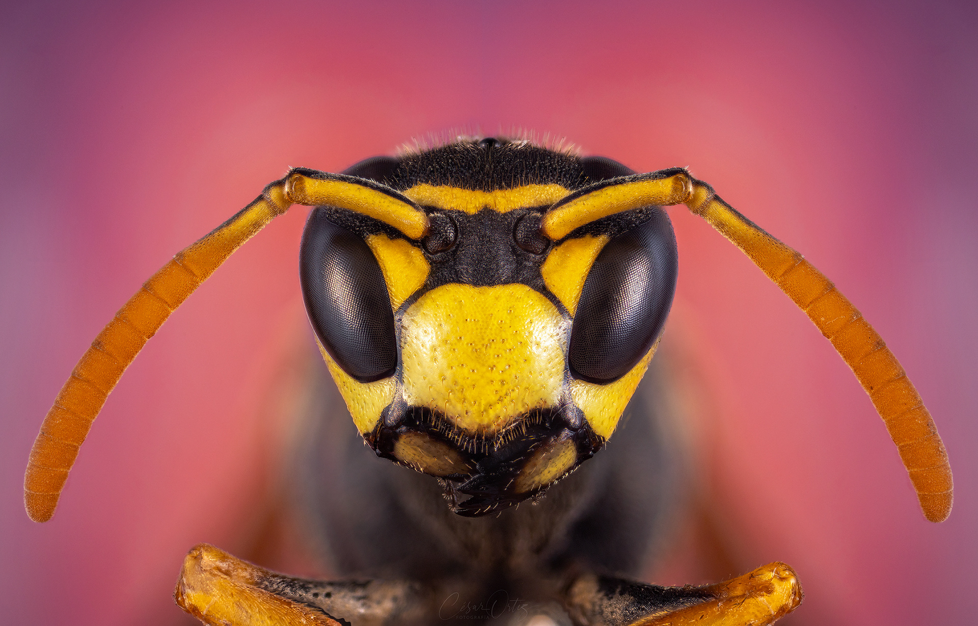 Avispa de papel europea (Polistes dominula)