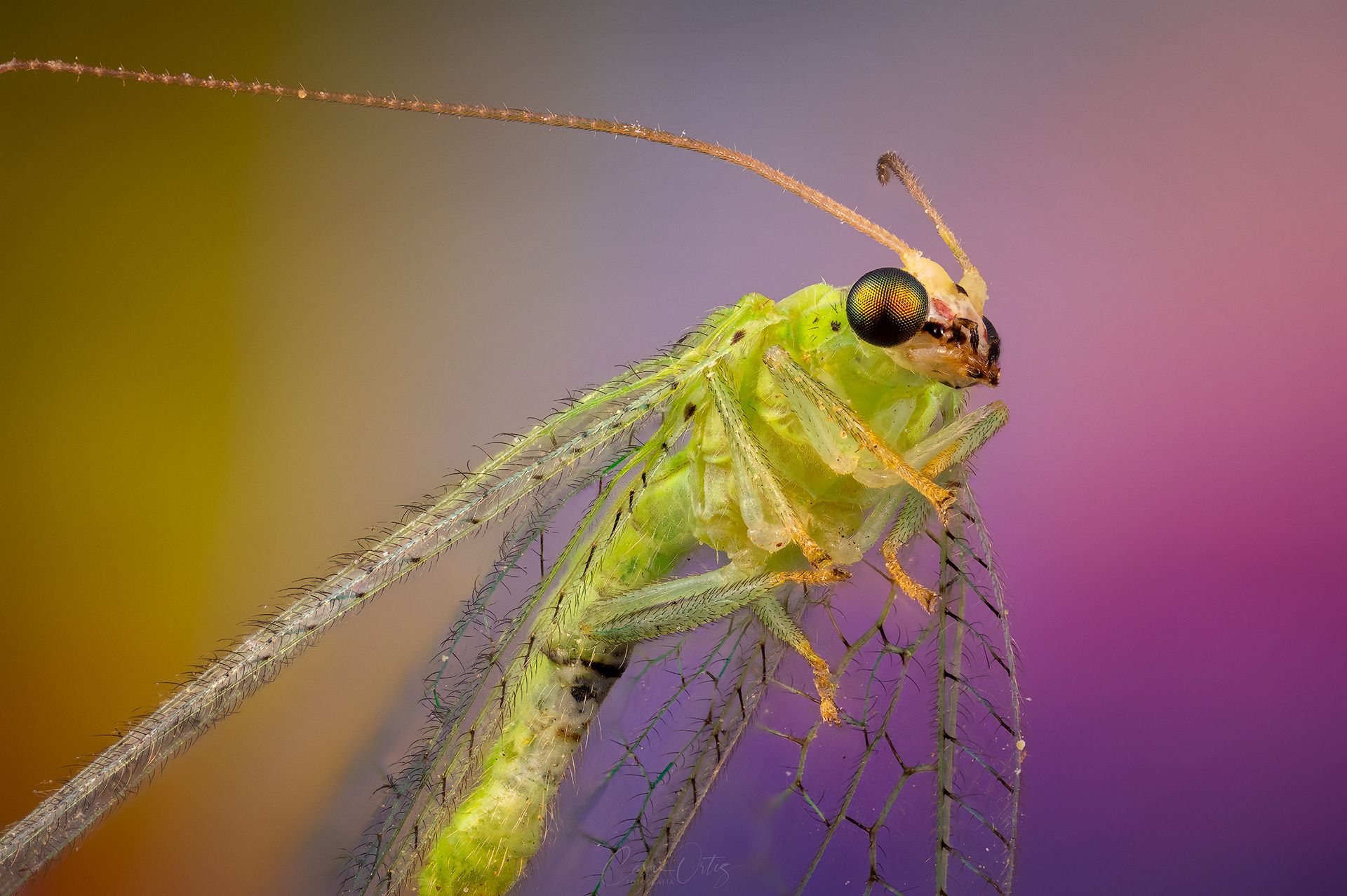 Crisopa verde (Chrysoperla carnea)