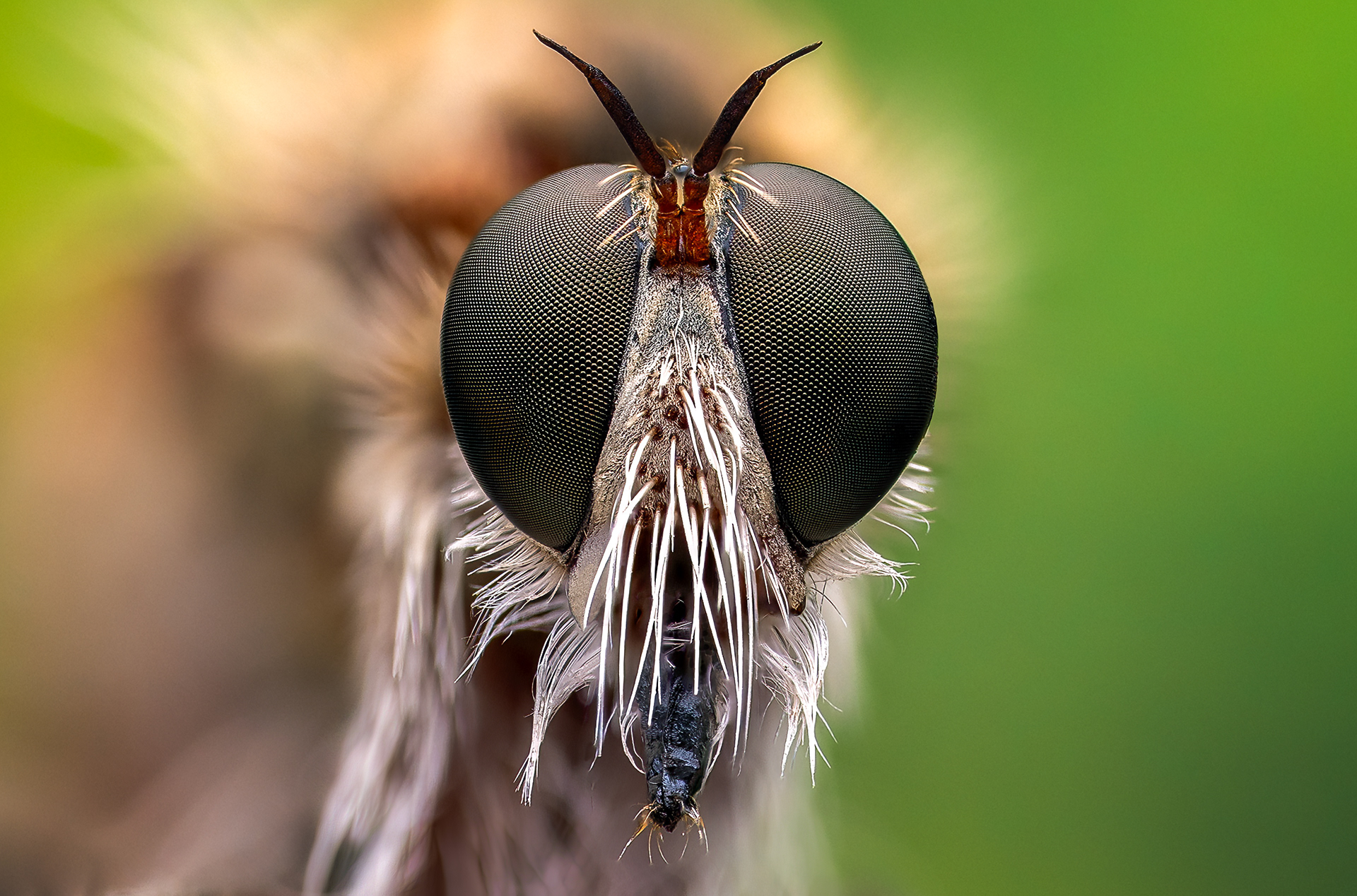 Mosca asesina (Machimus sp.)