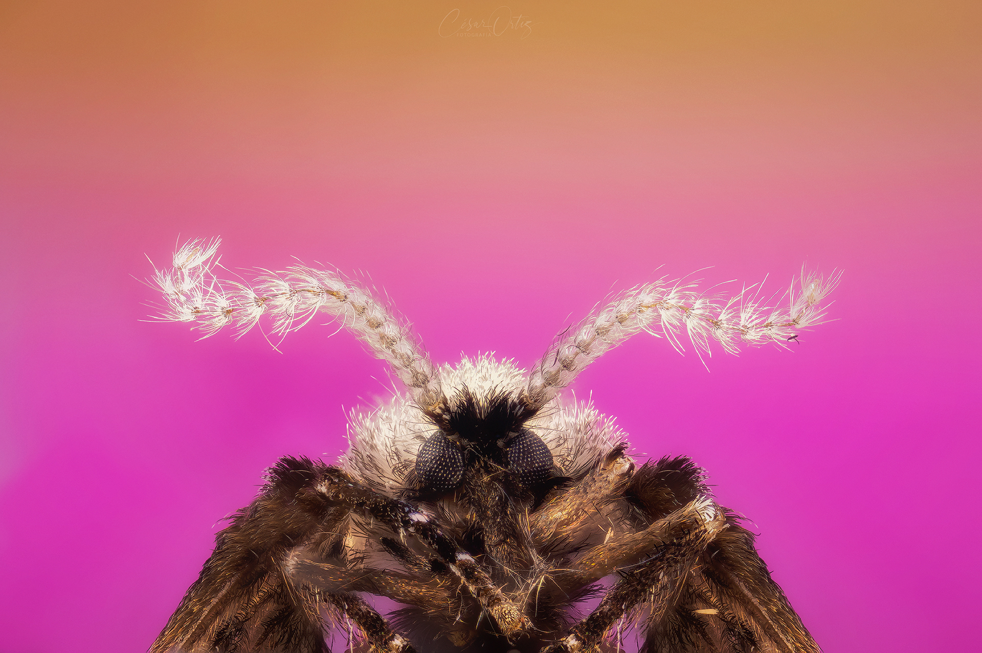 Mosca del baño (Psychodidae) 