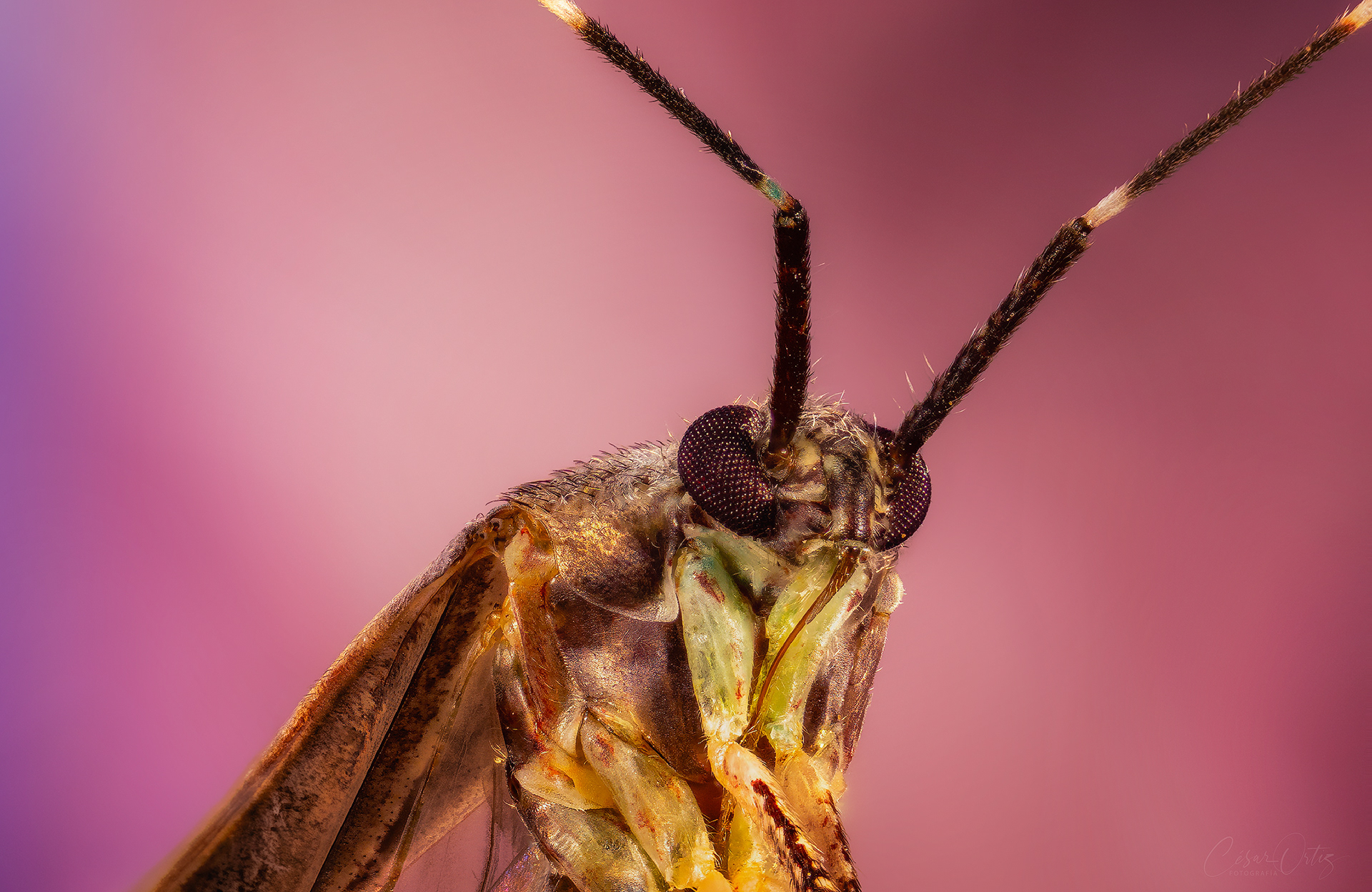 Chinche de las plantas (Miridae)