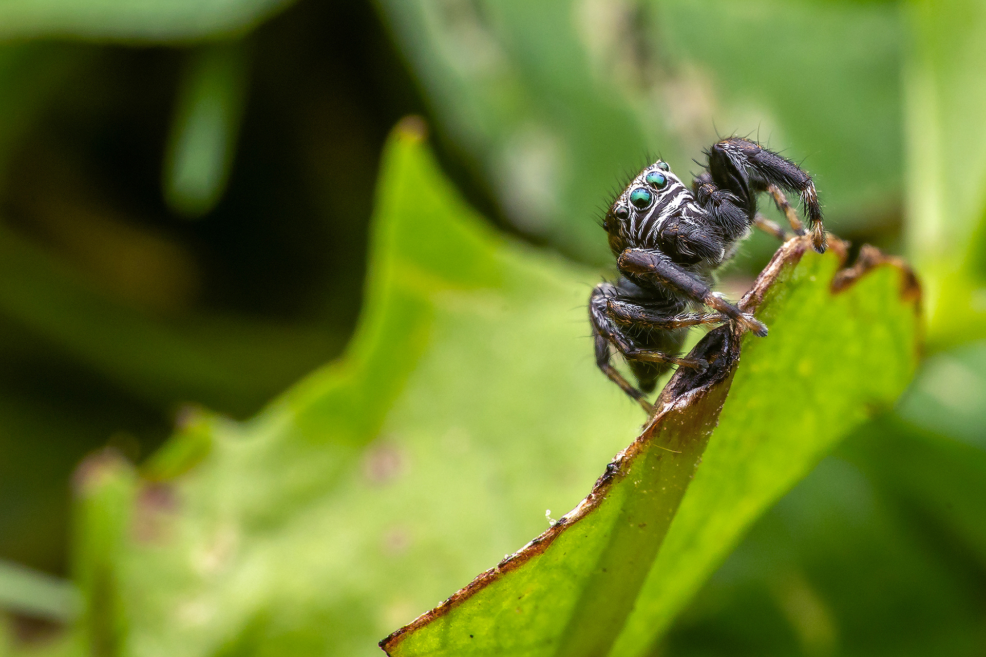  Araña saltadora (Evarcha arcuata)