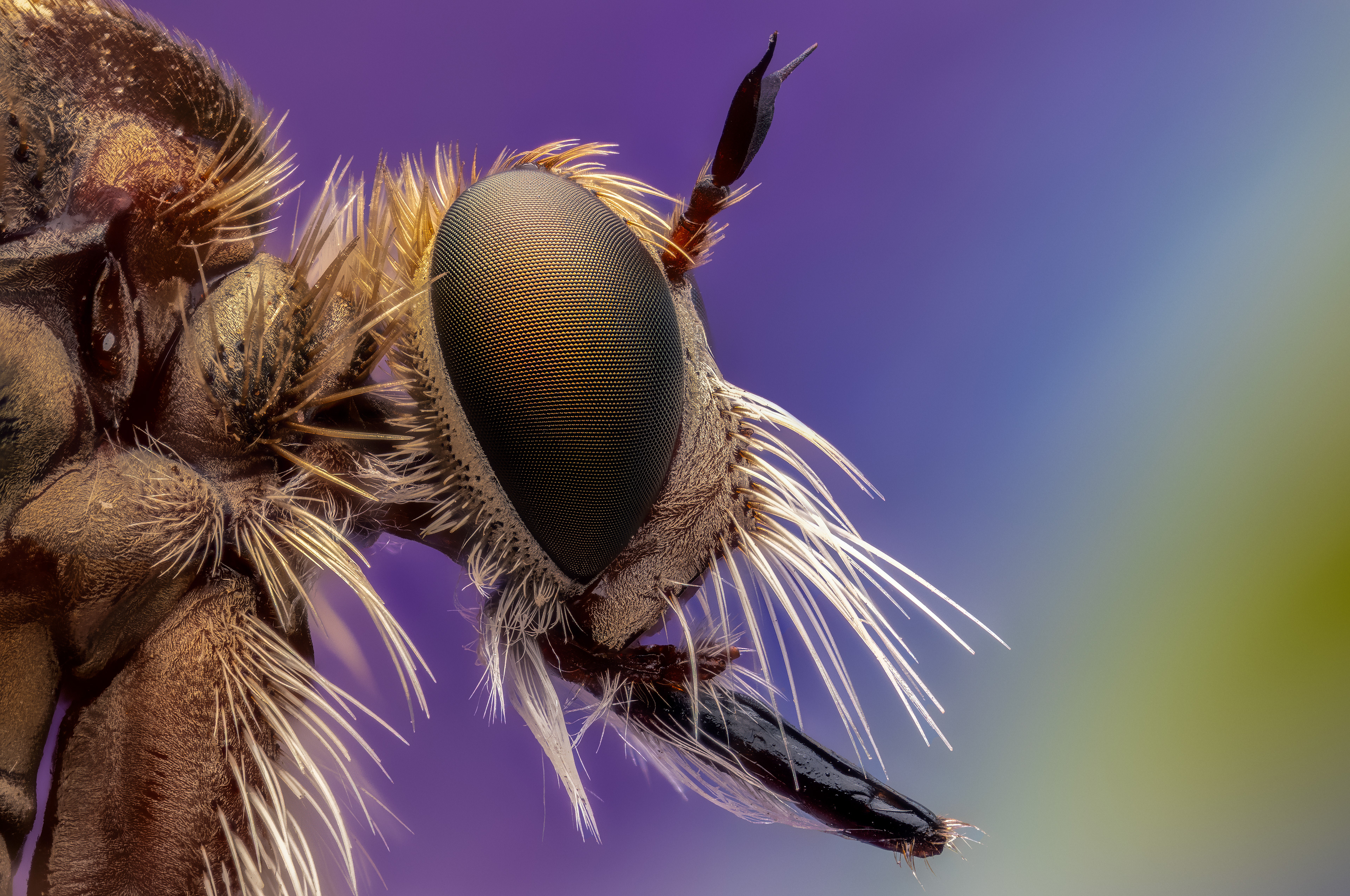 Mosca asesina (Machimus sp.)