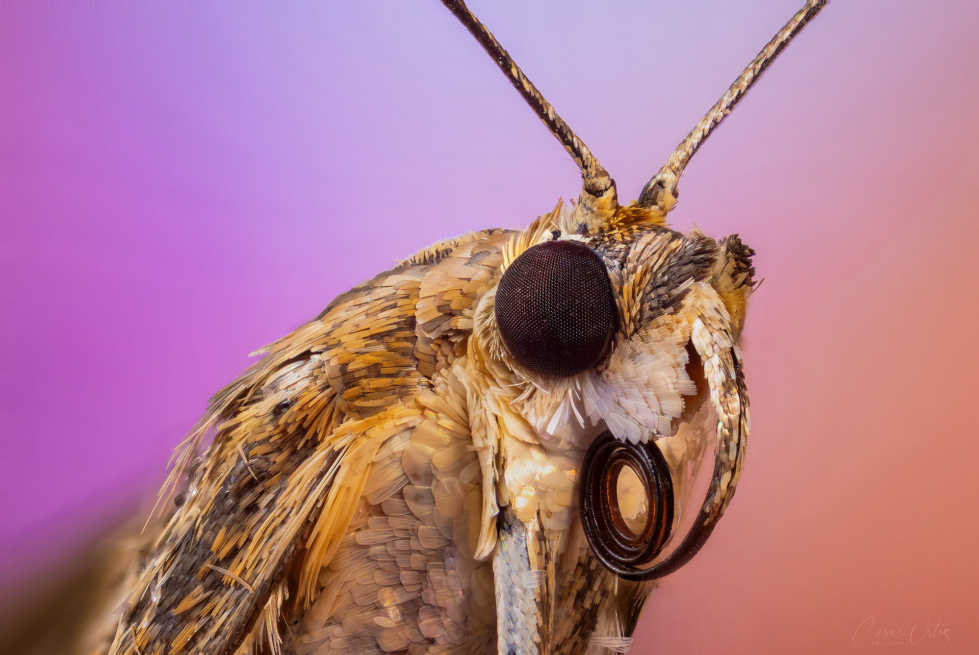 Polilla (Loxostege sticticalis)