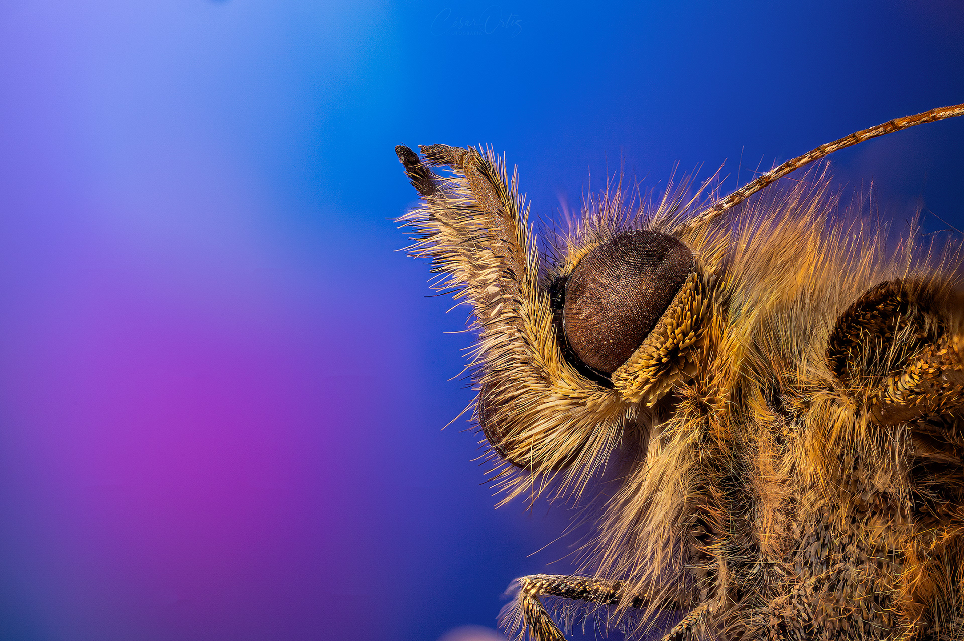Mariposa saltacercas (Lasiommata megera)