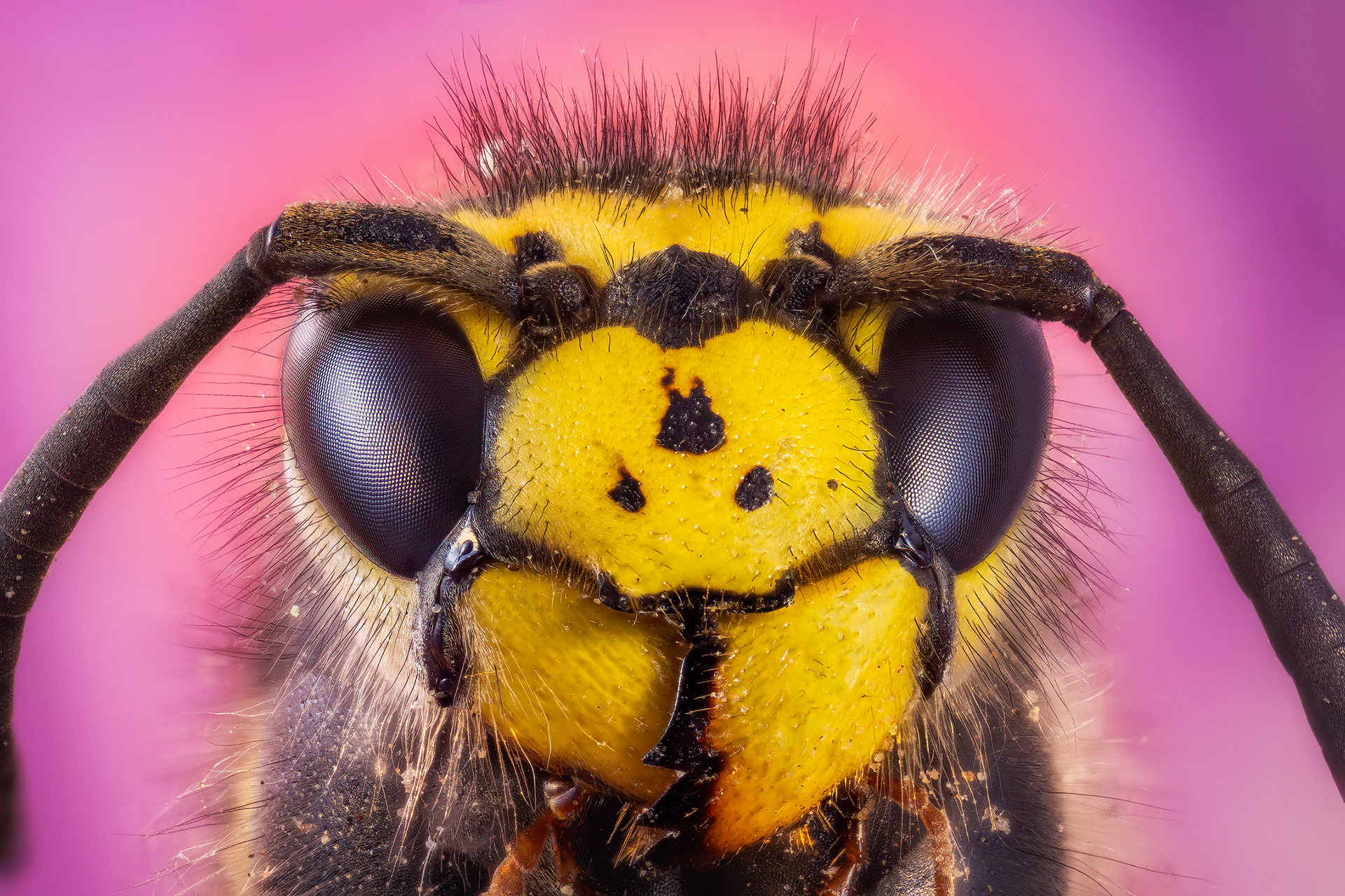 Avispa Germánica (Vespula germanica)