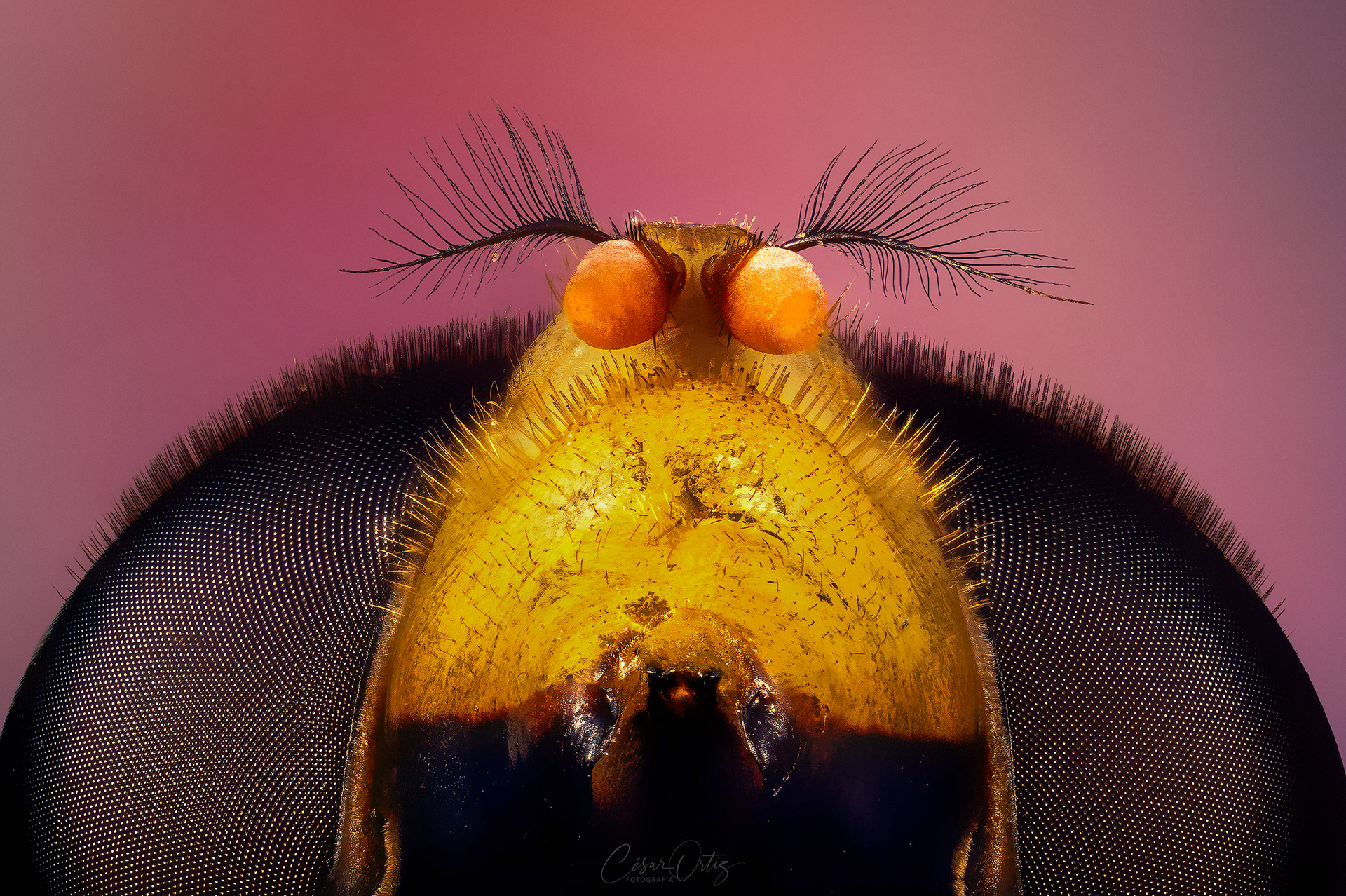 Mosca de las flores (Volucella Zonaria)