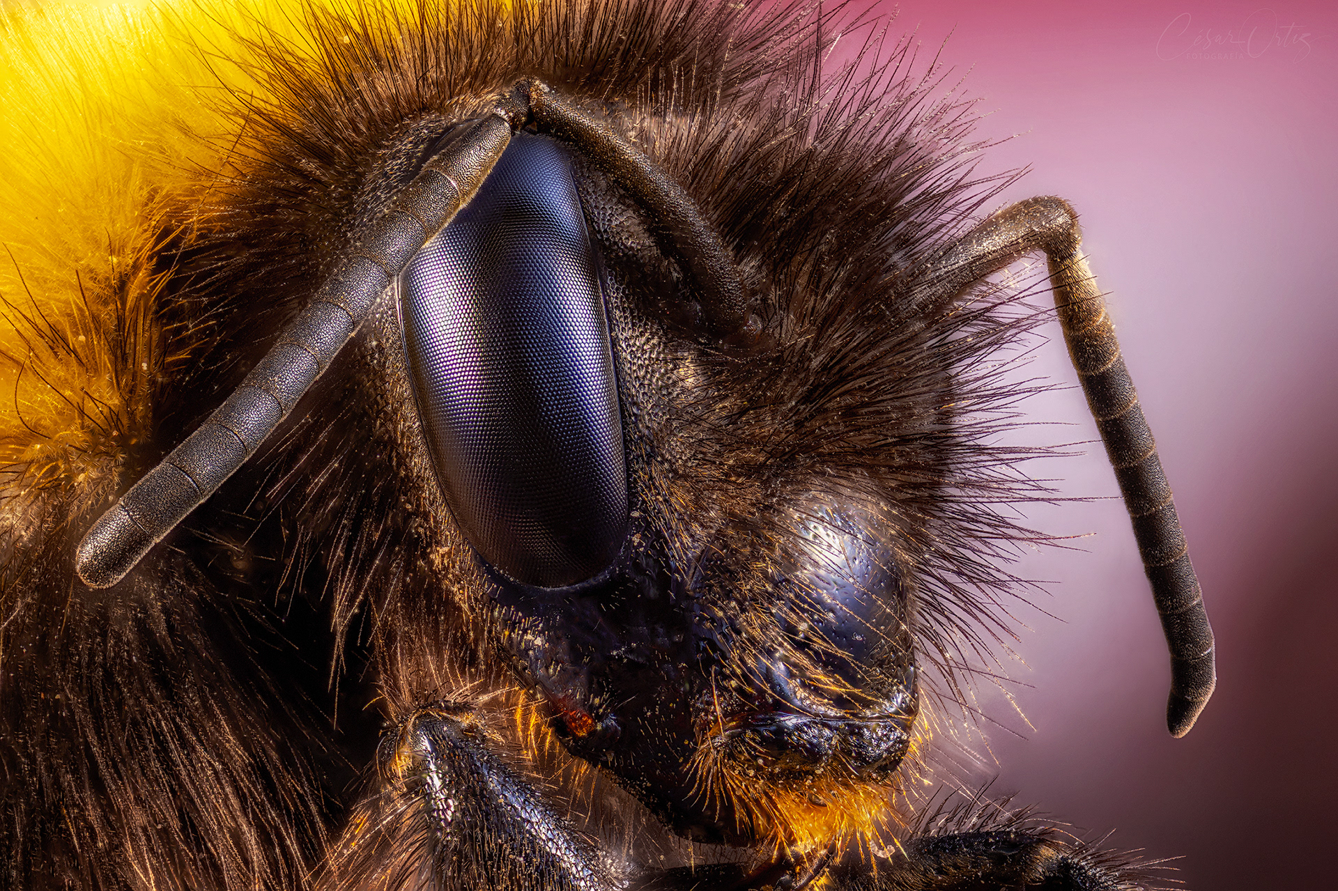 Abejorro común (Bombus terrestris) 
