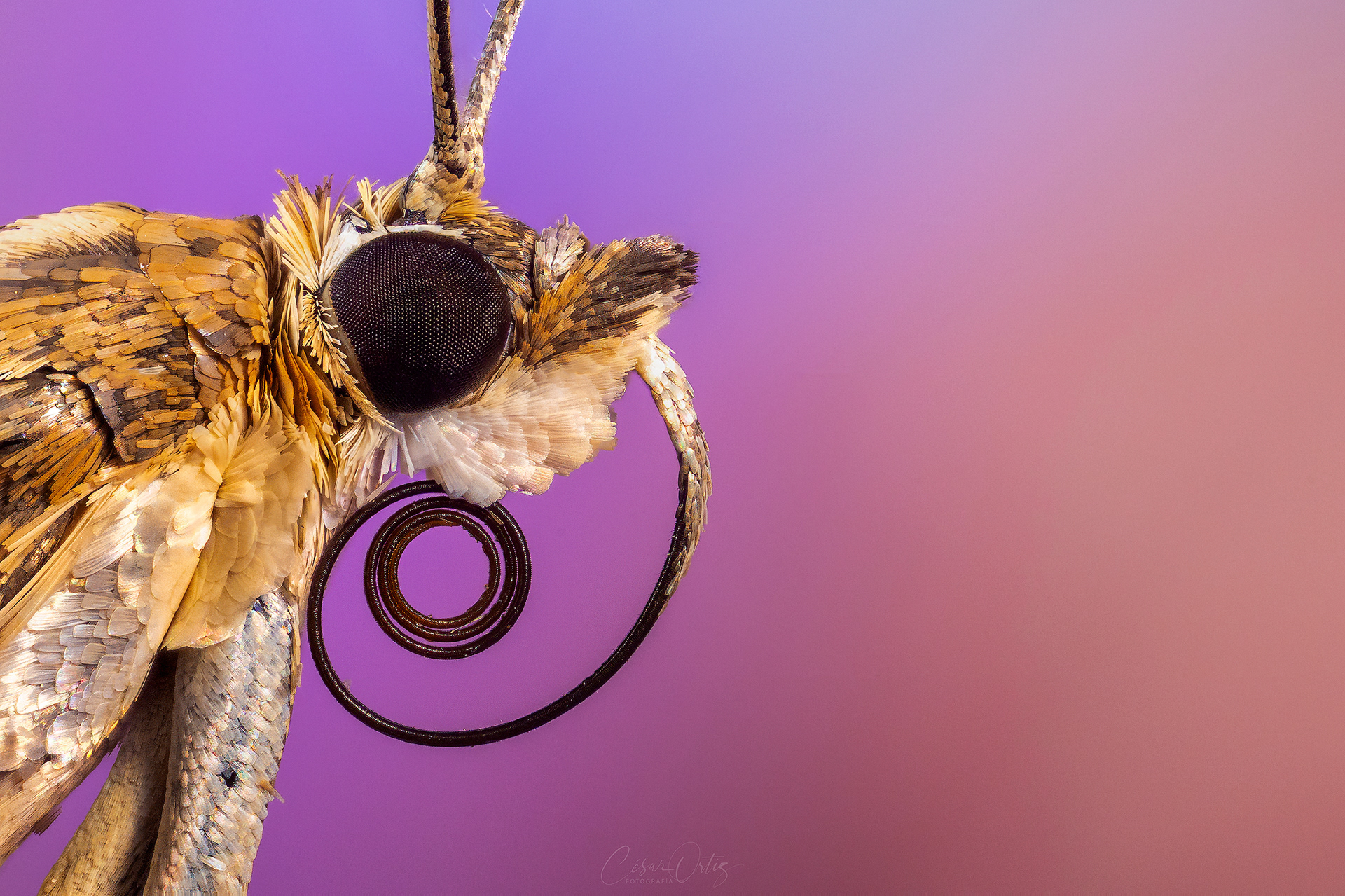 Polilla (Loxostege sticticalis)