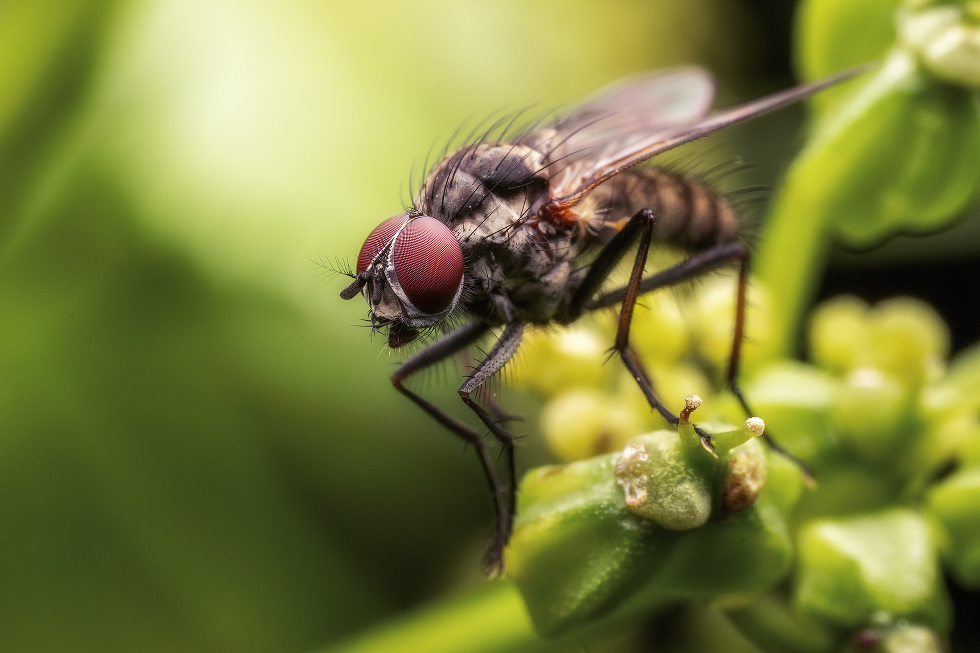 Mosca dálmata (hylemya vagans)
