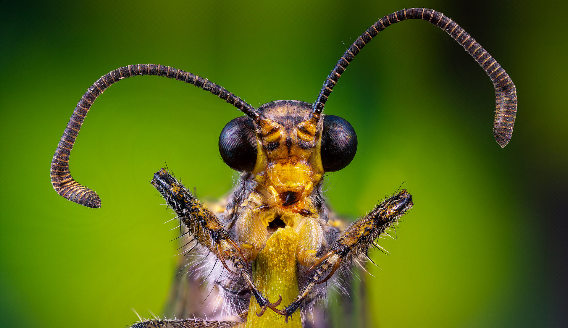 Hormiga León (Euroleon nostras)