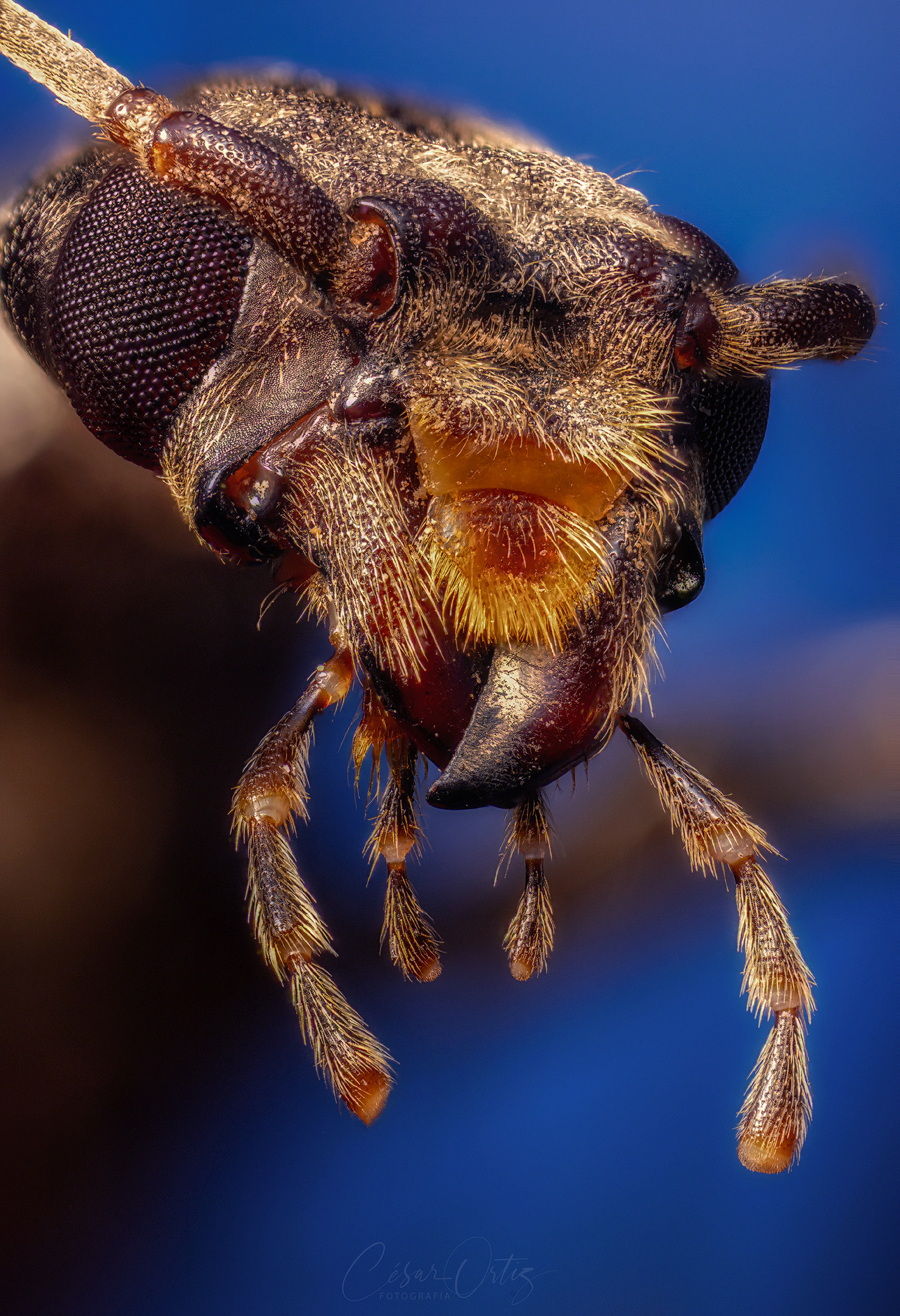 Castañeta (Vesperus xatarti)