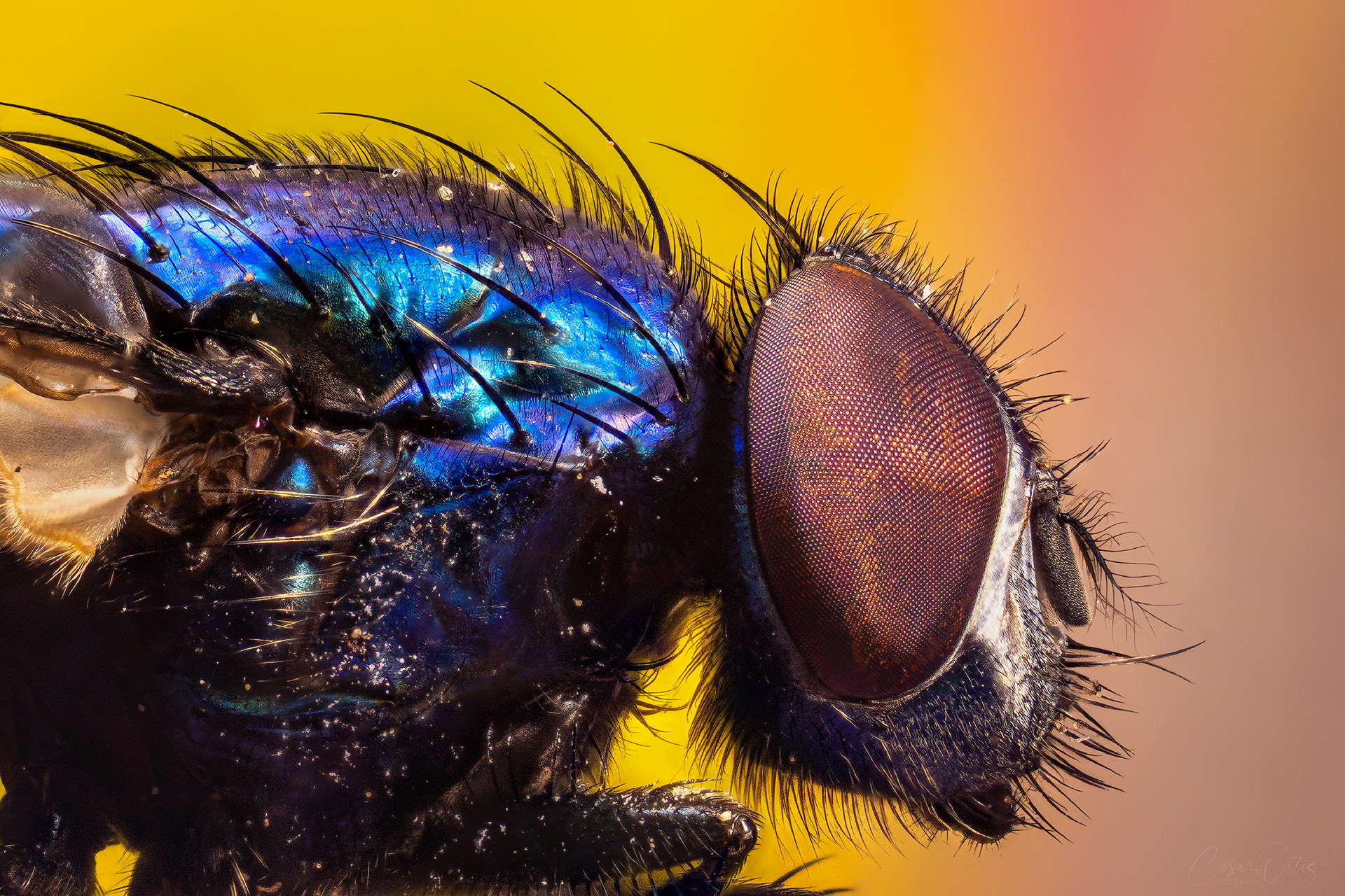 Mosca de botella azul (Calliphora vomitoria)
