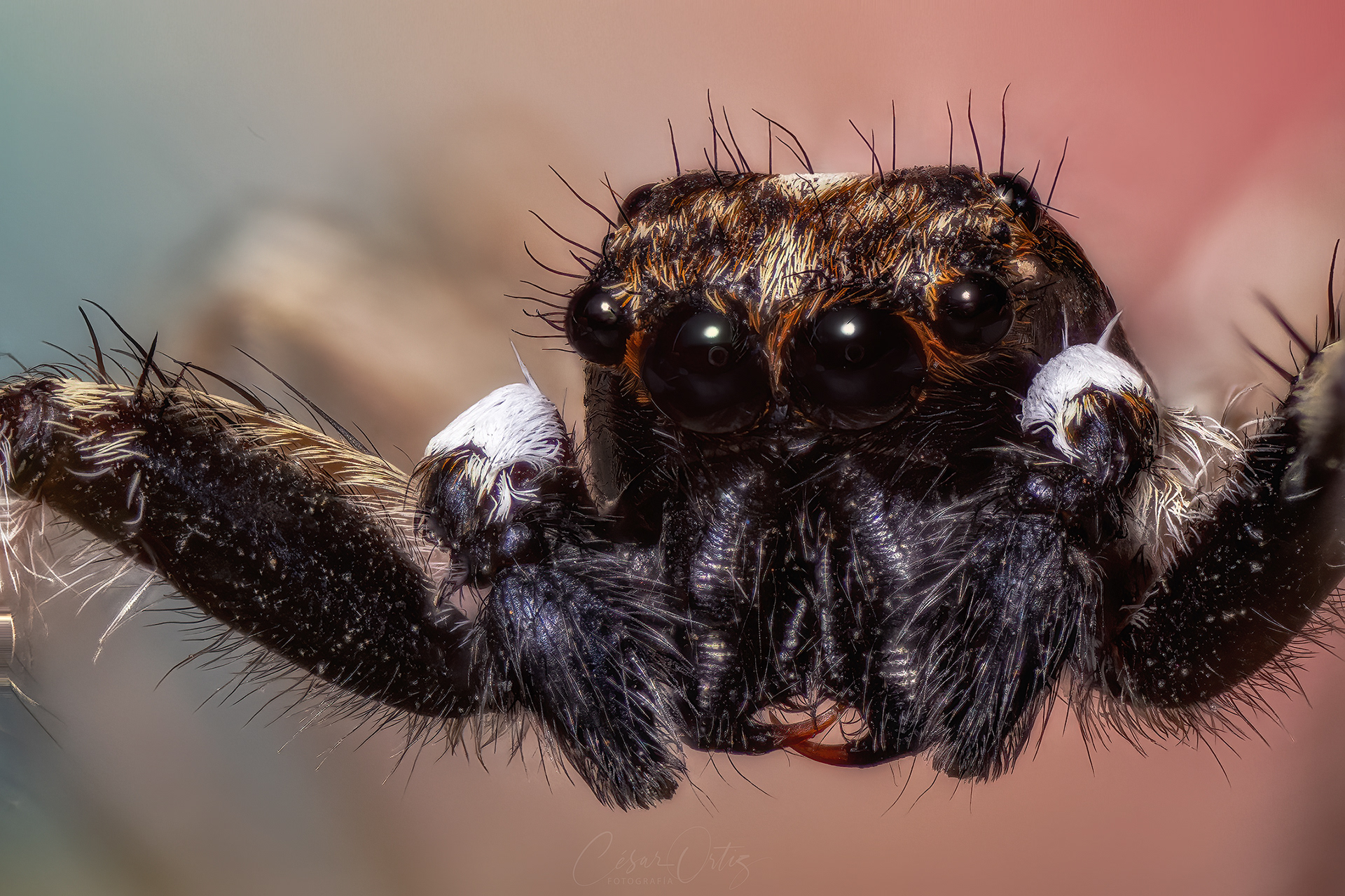 Araña Saltarina de Adanson (Hasarius adansoni)