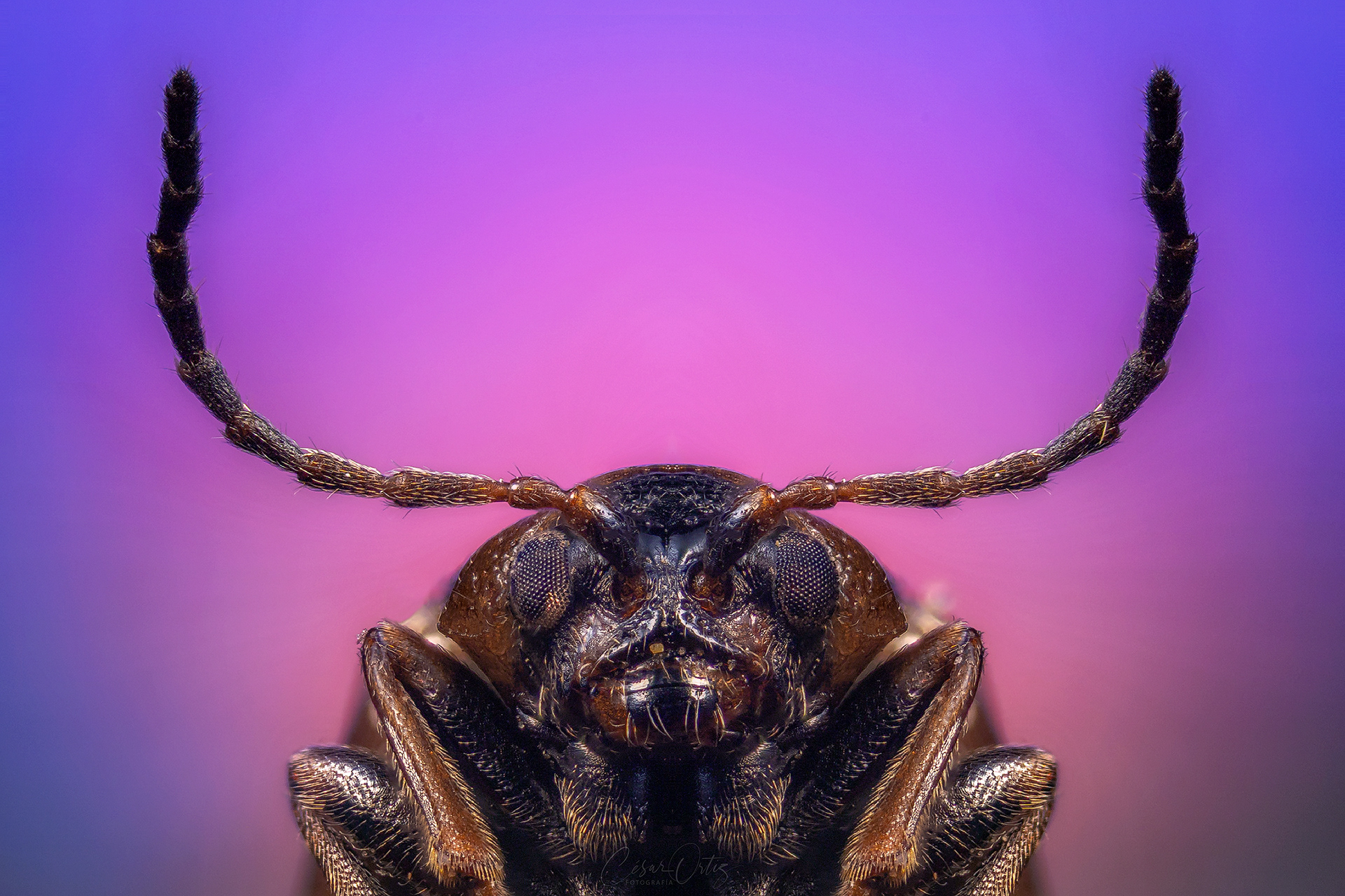 Escarabajo del Brezo (Lochmaea suturalis)