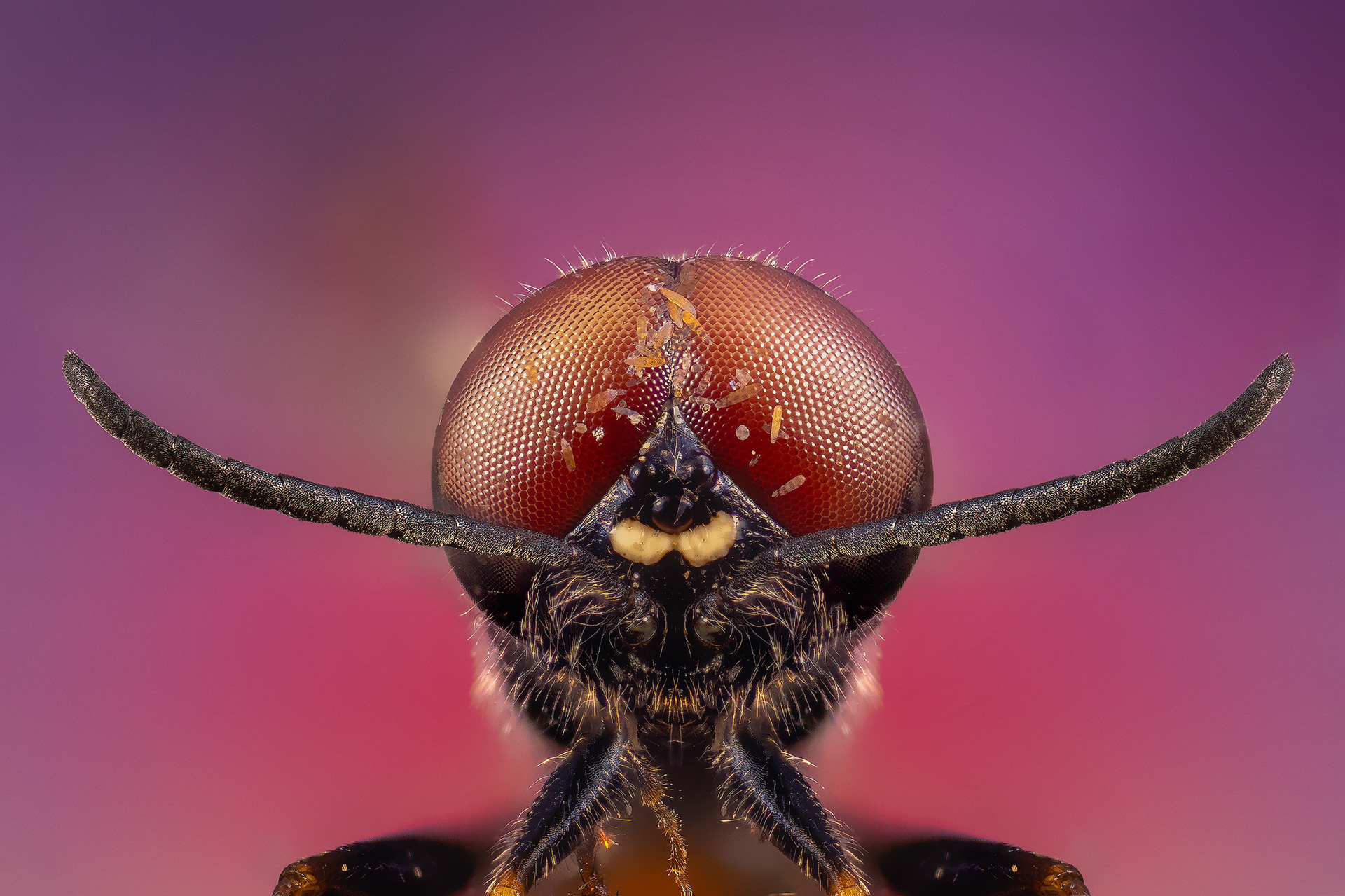 Avispa Solitaria (Astatinae crabronidae)