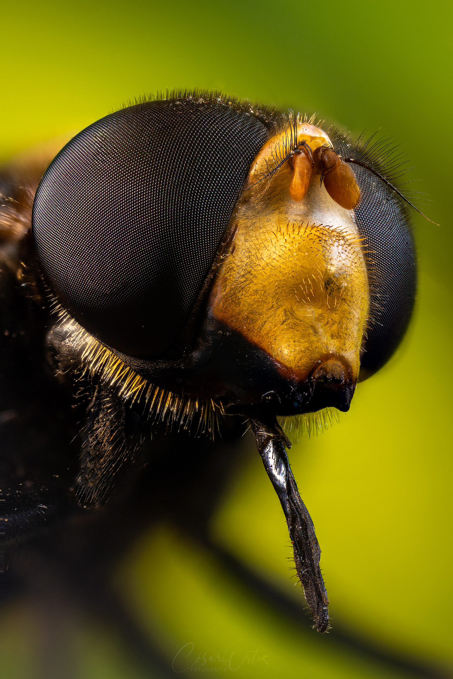 Mosca de las flores (Volucella Zonaria)