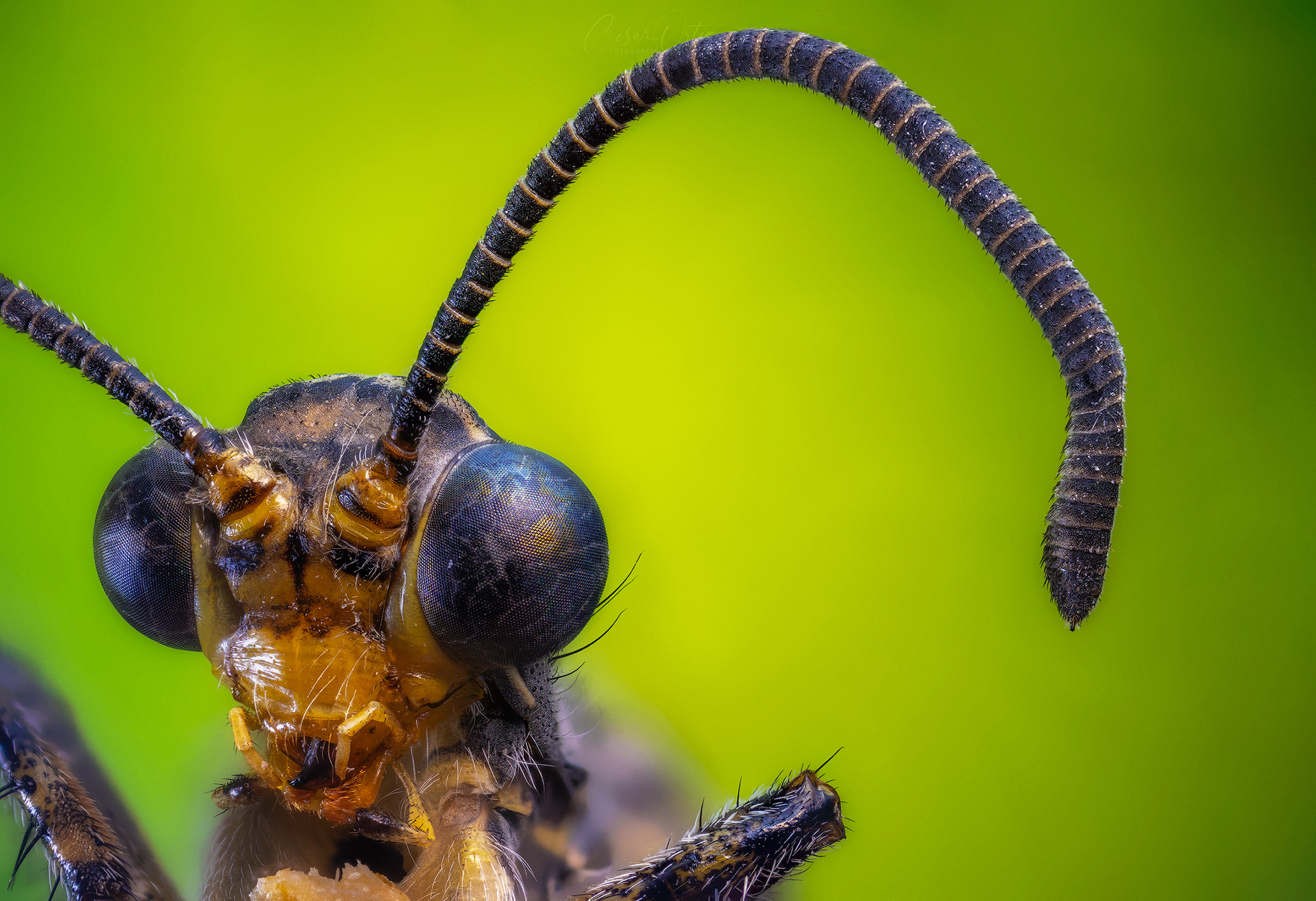 Hormiga León (Euroleon nostras)