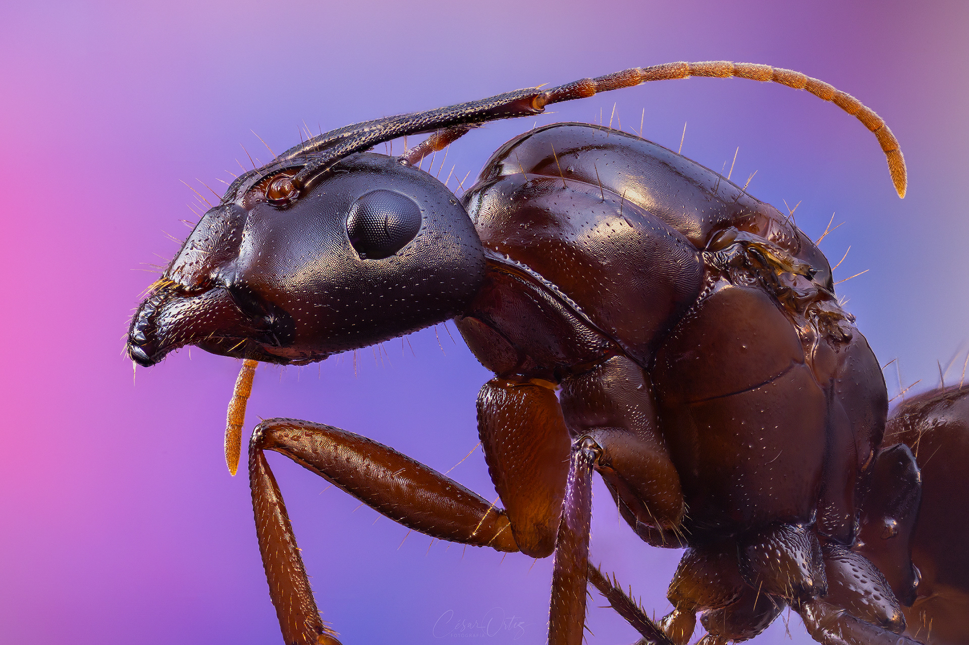 Camponotus vagus