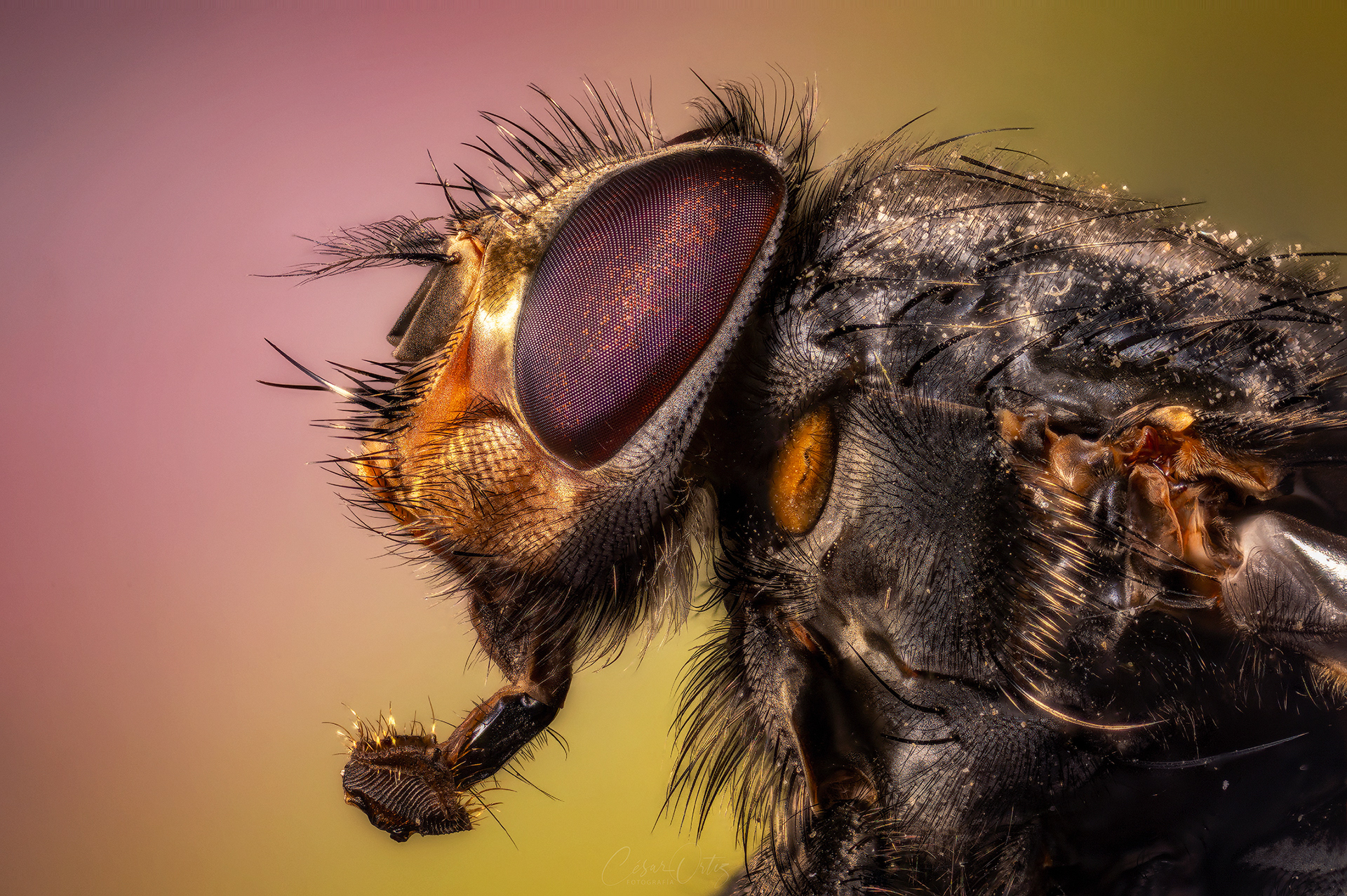 Mosca (Calliphora vicina)