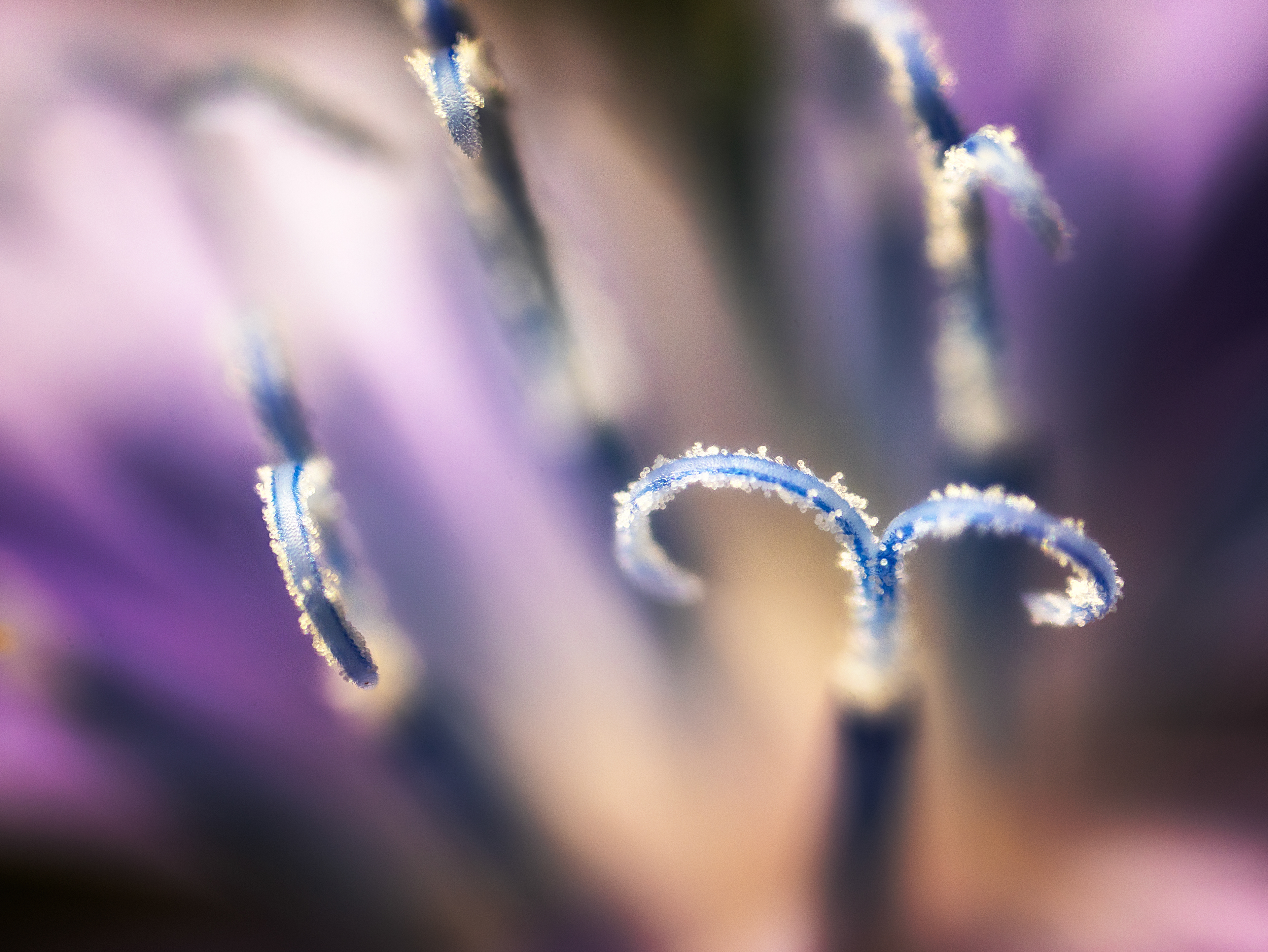 Estigma bífido Achicoria silvestre (Cichorium intybus)