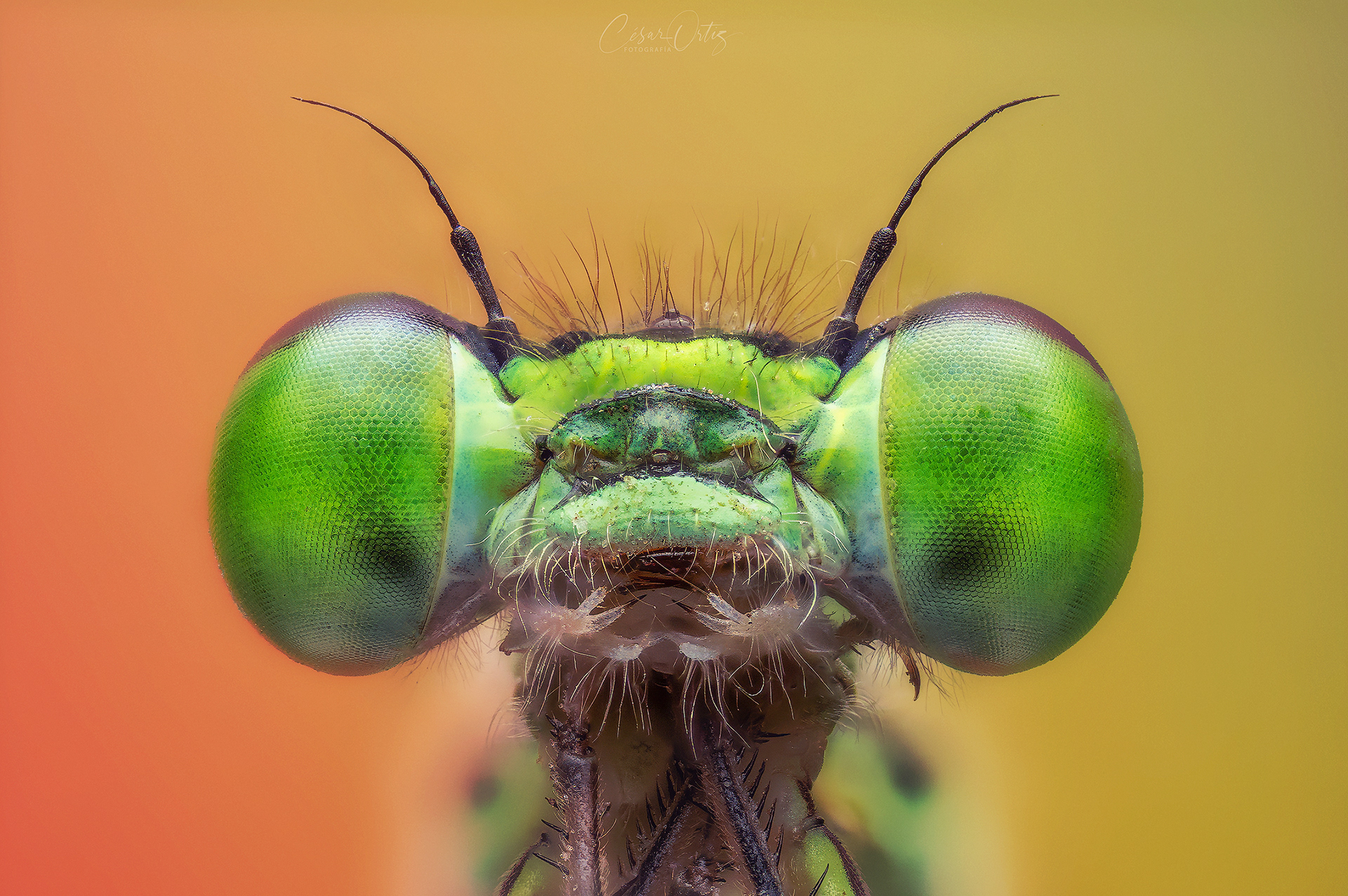 Caballito del diablo (Ischnura elegans)