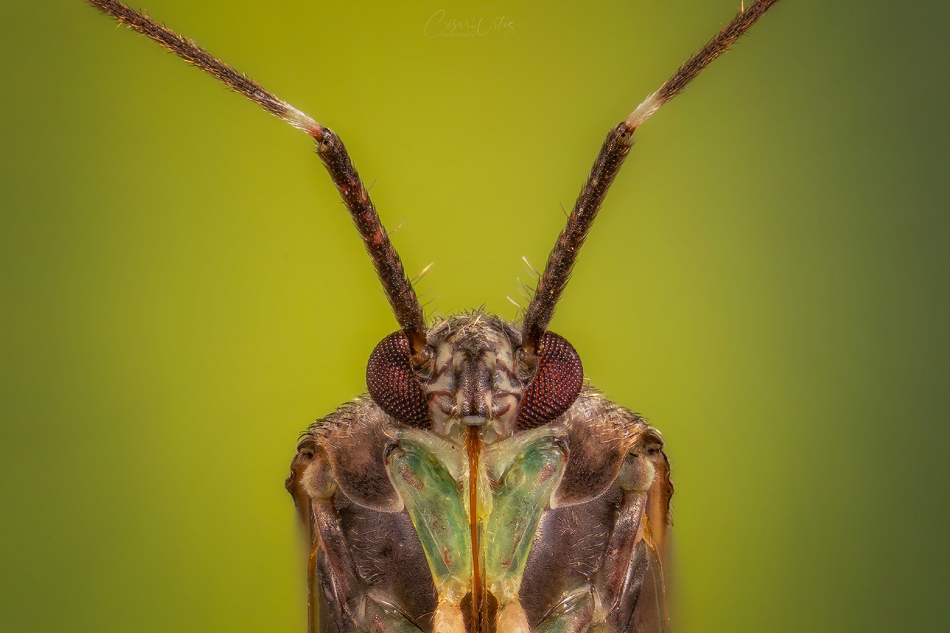 Chinche de las plantas (Miridae)