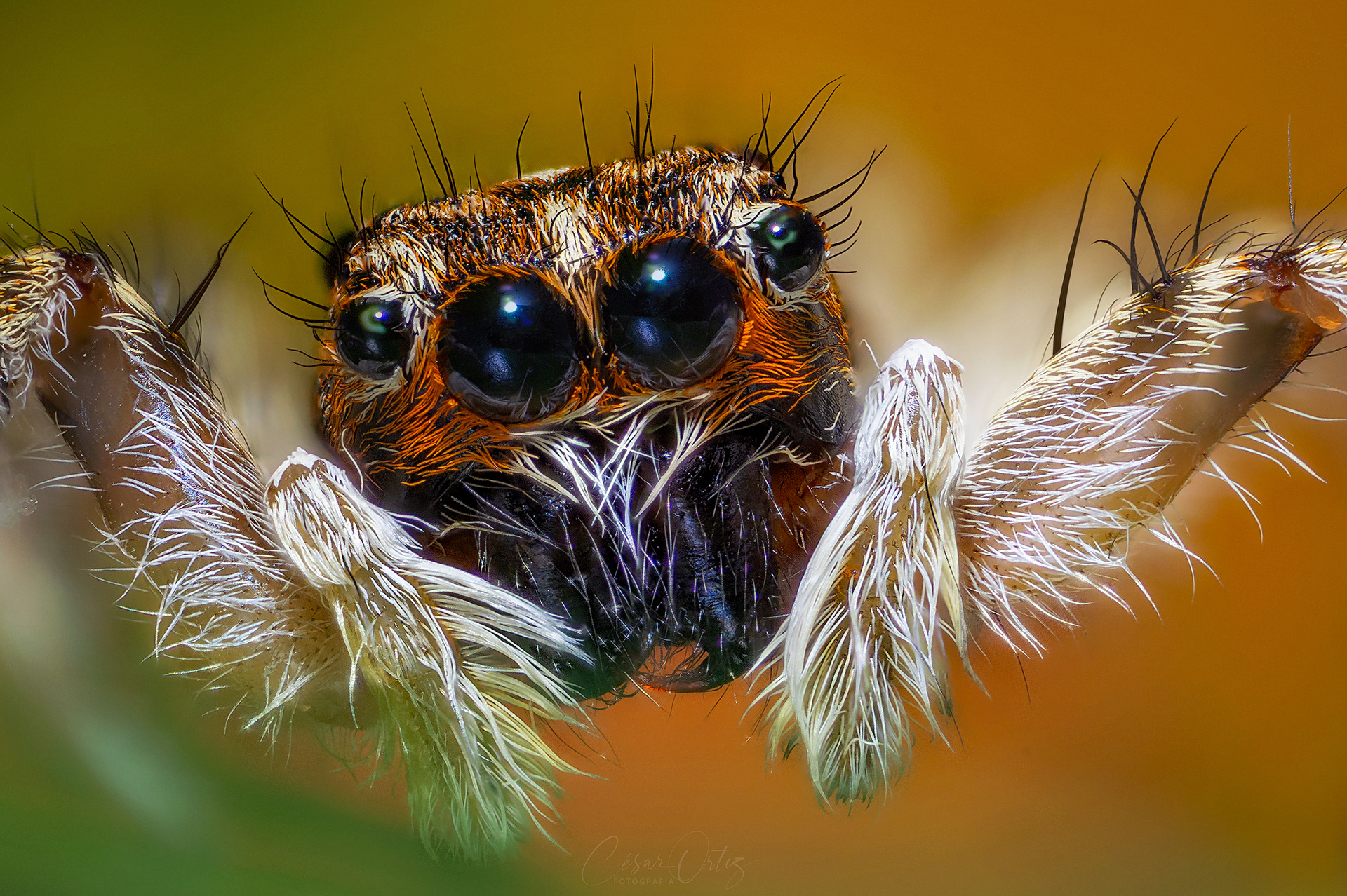 Araña Atrapamoscas del Mediterráneo (Menemerus semilimbatus)