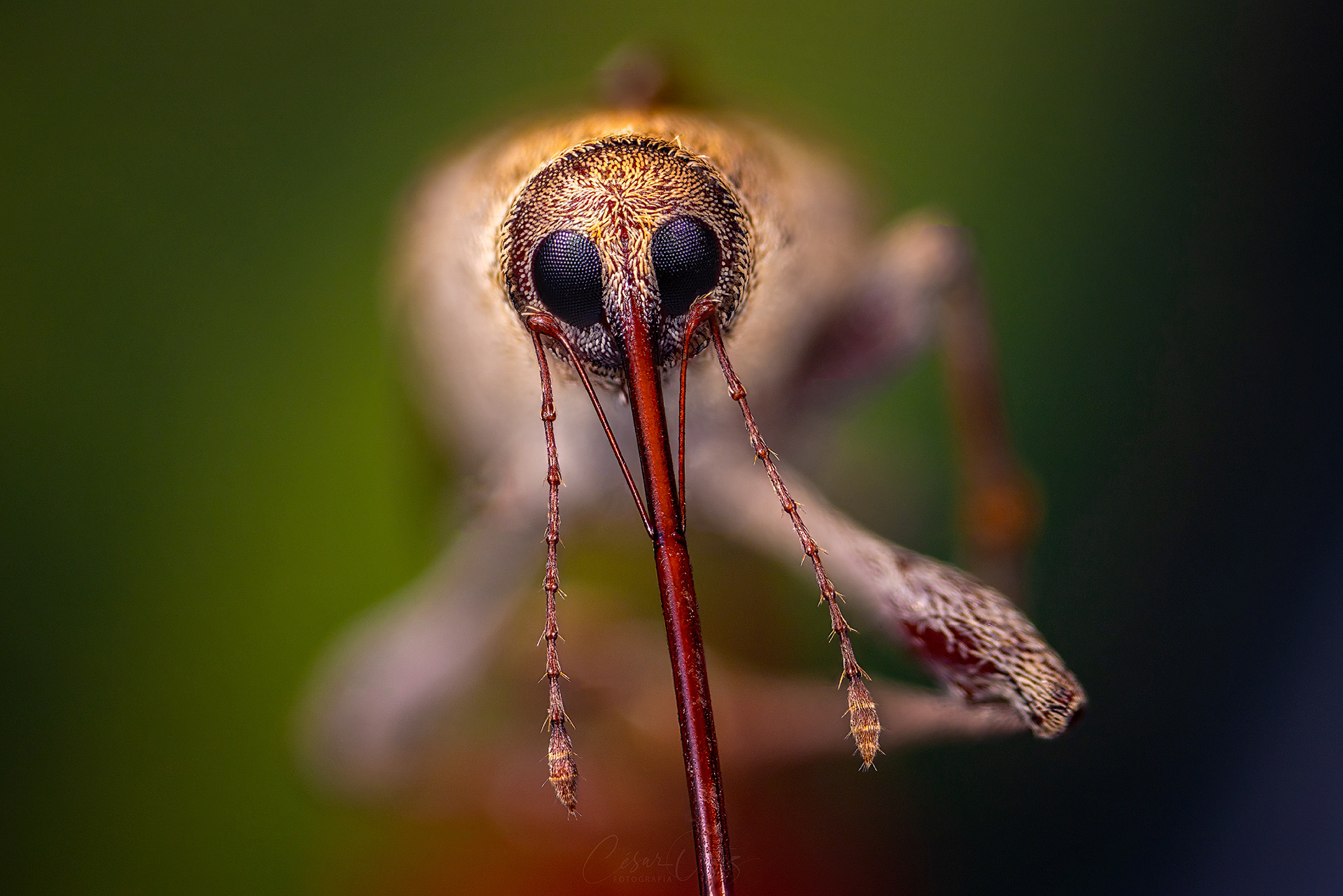Gorgojo de las Bellotas (Curculio glandium)