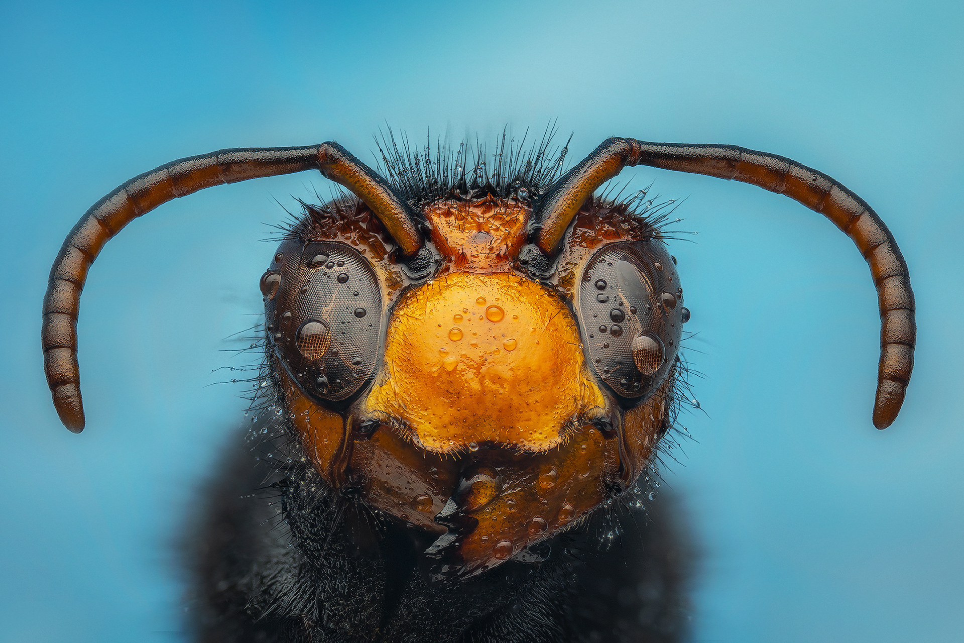 Vespa velutina