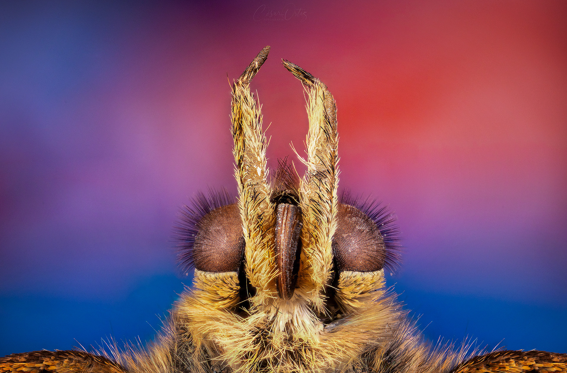 Mariposa saltacercas (Lasiommata megera)