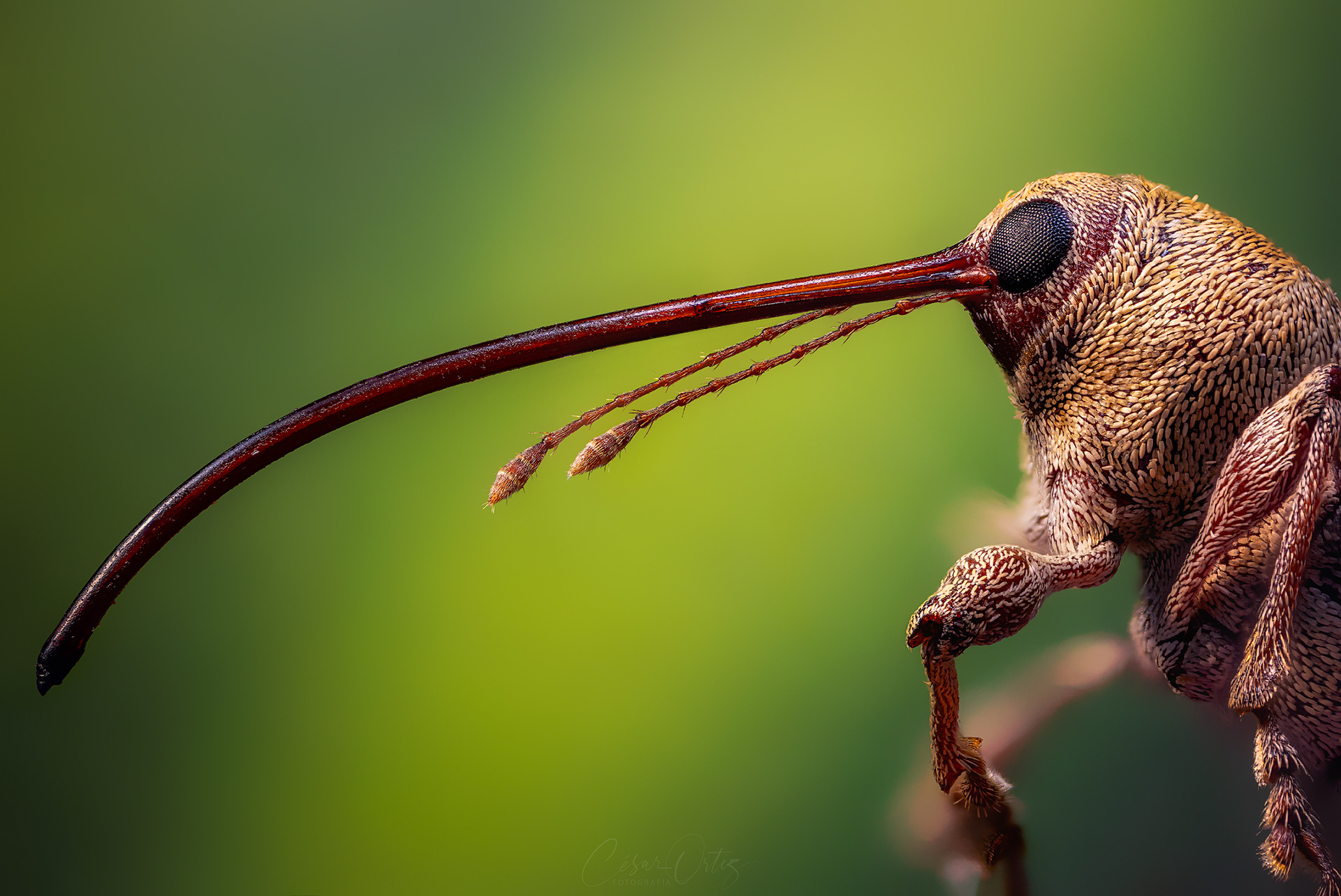 Gorgojo de las Bellotas (Curculio glandium)