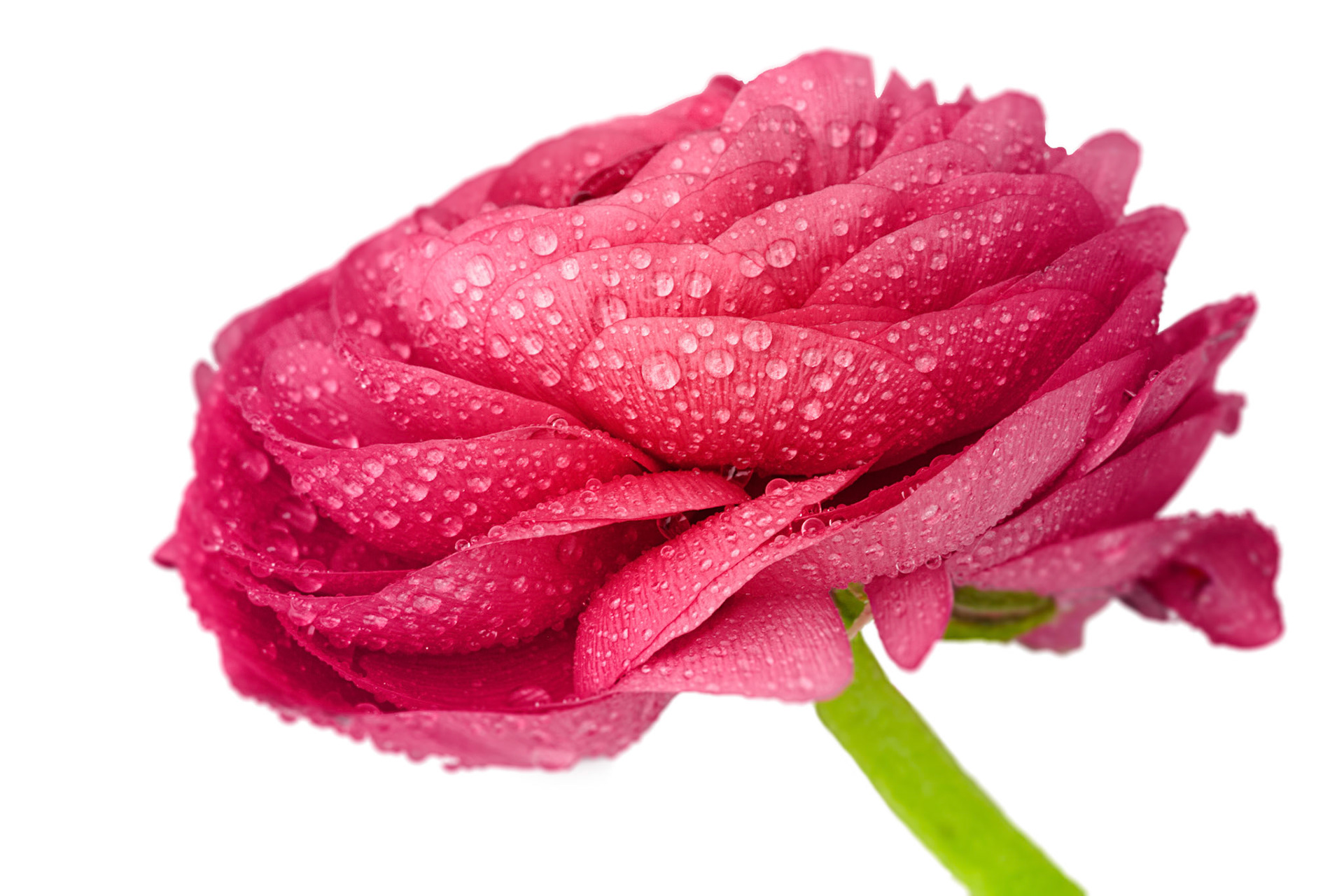 Pink Ranunculus - S100