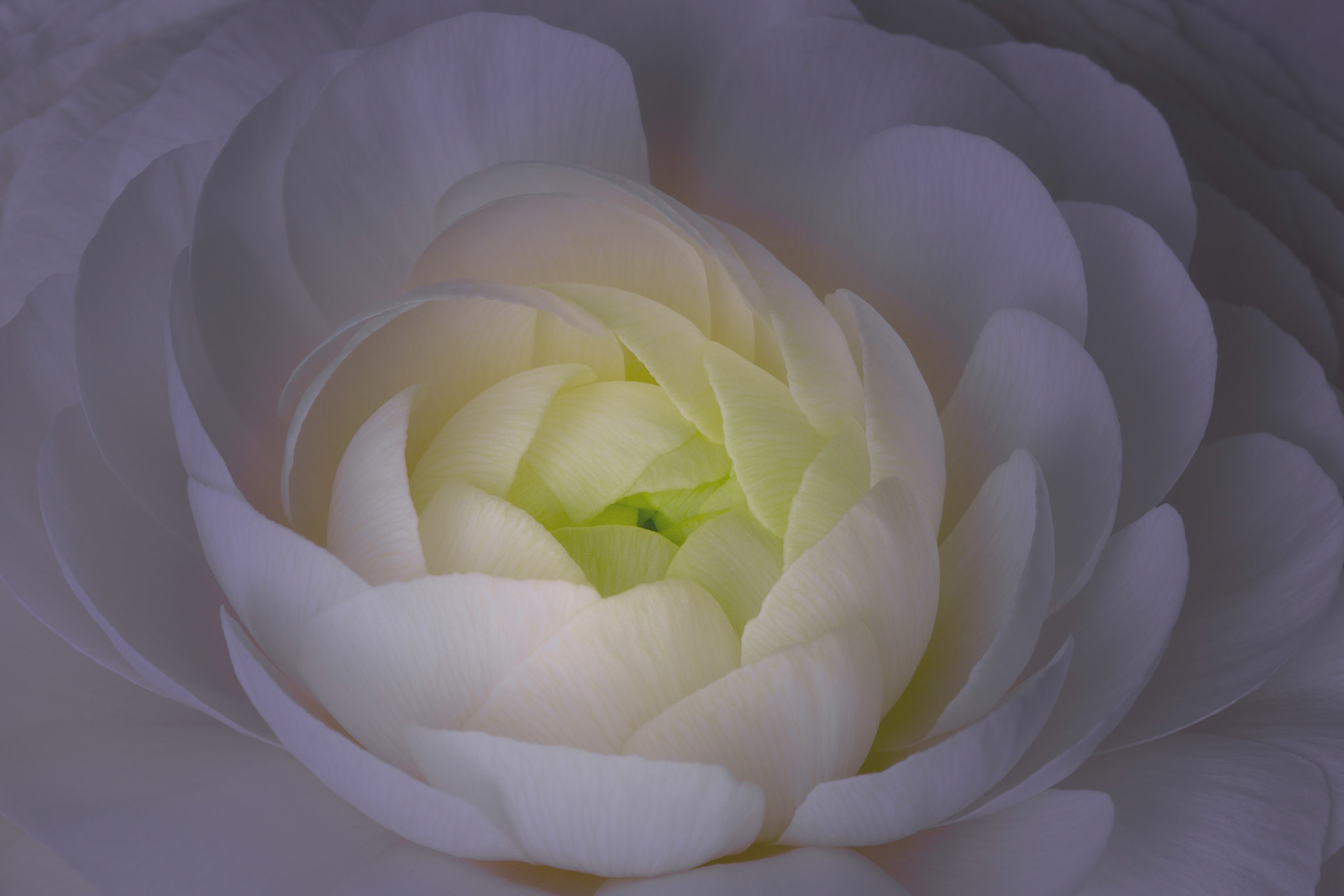 Ranunculus - W-0104