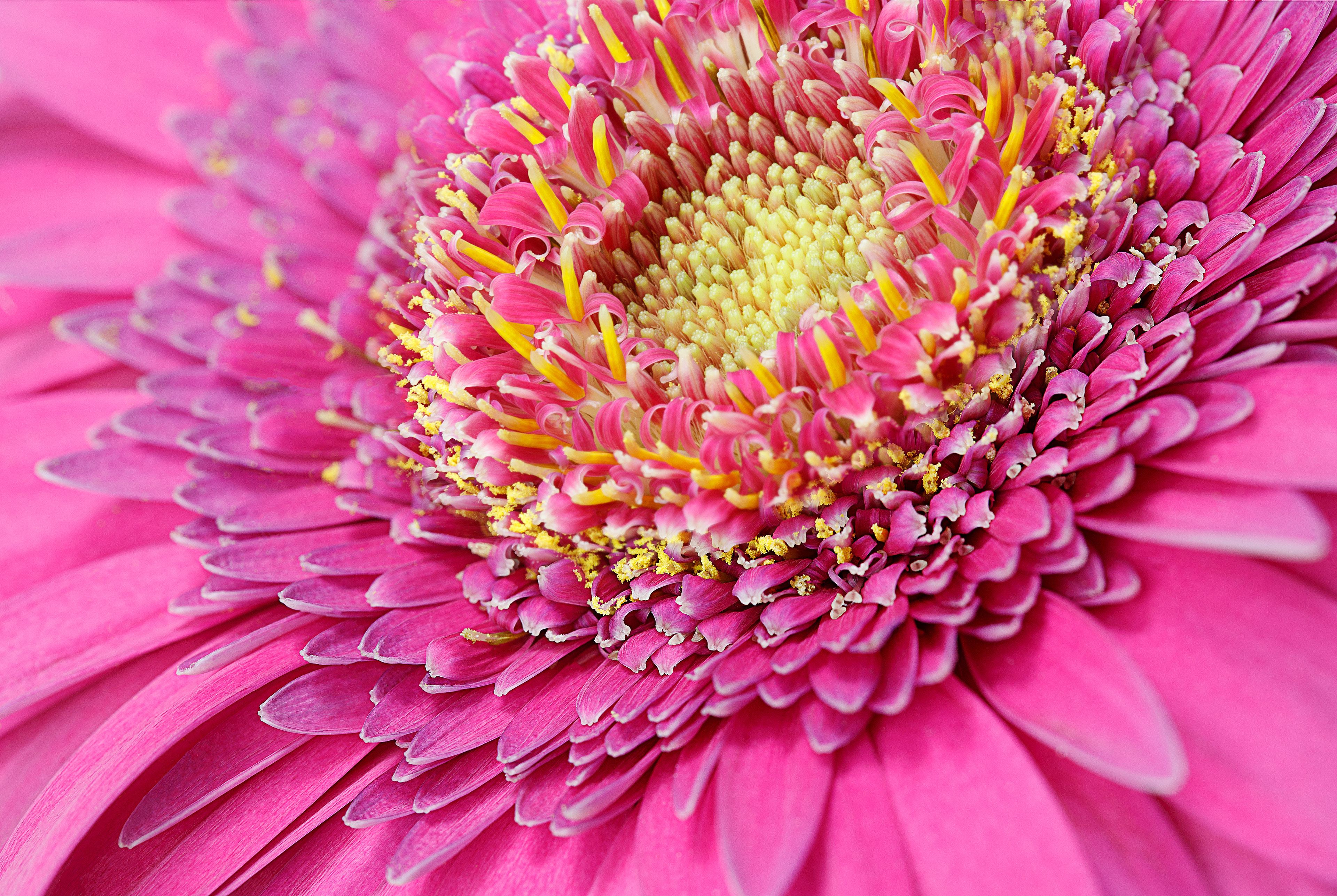 Gerbera - W-0104