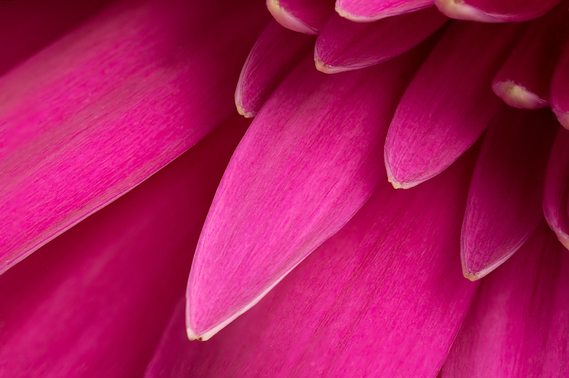 Gerbera - W-0105