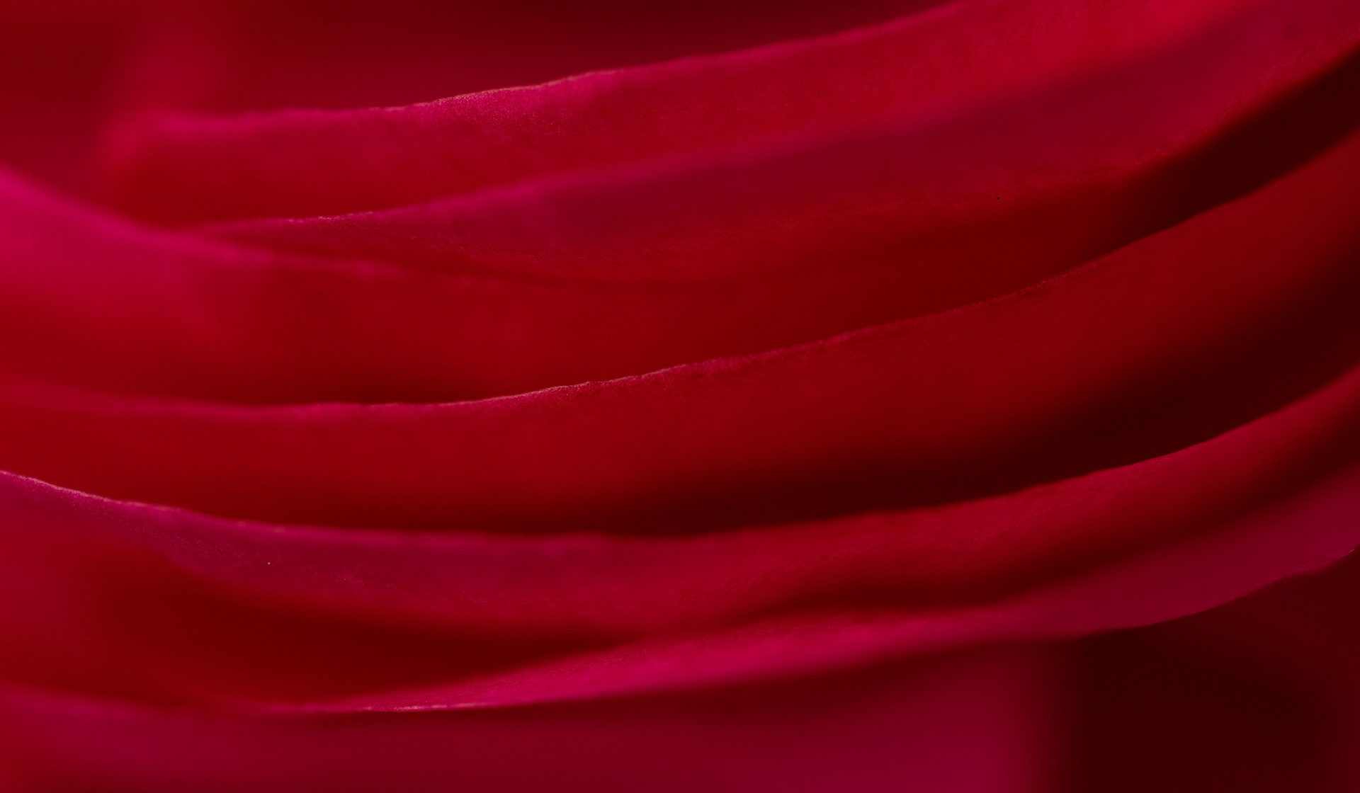 Petals - W-0106