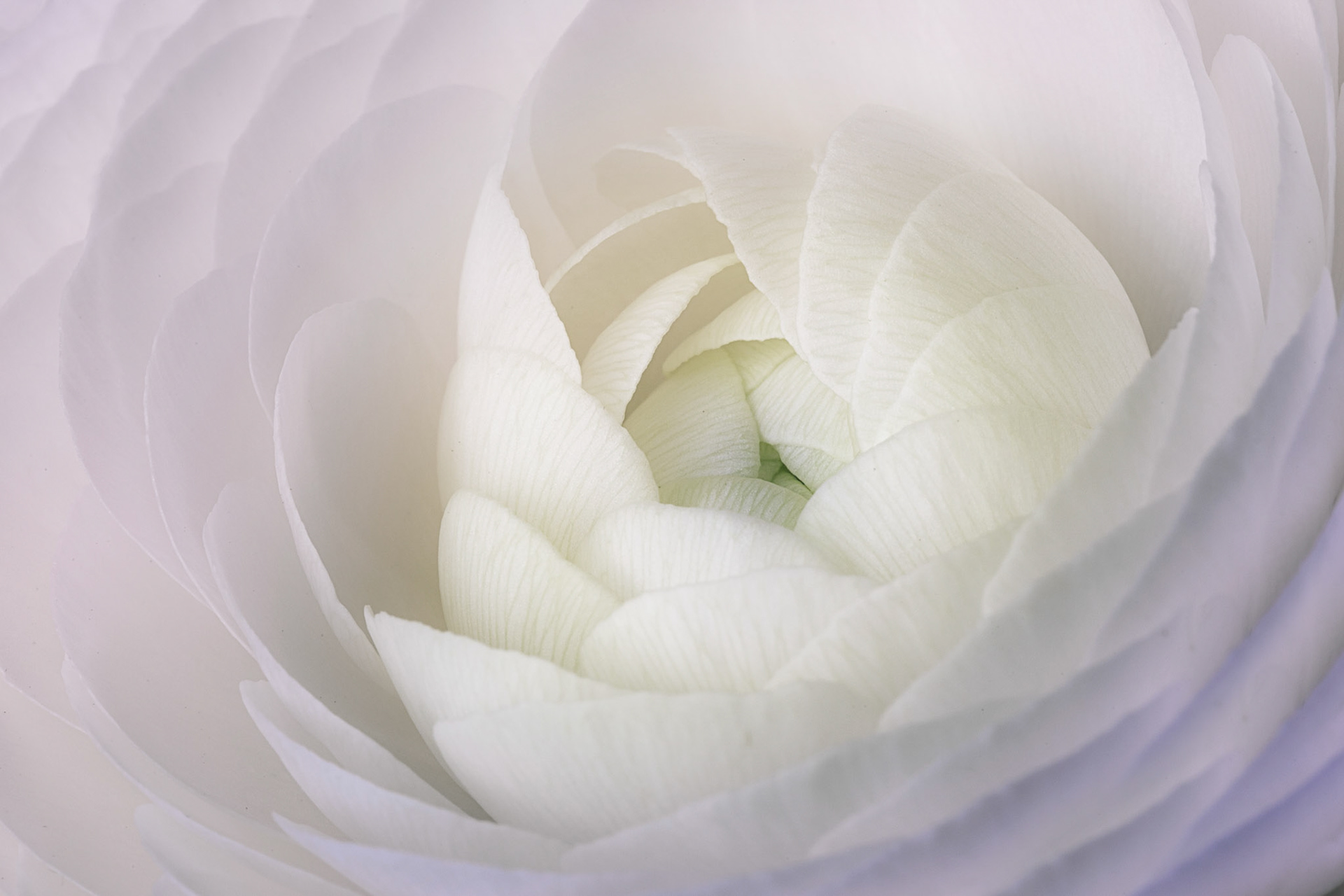 Ranunculus - W-0103